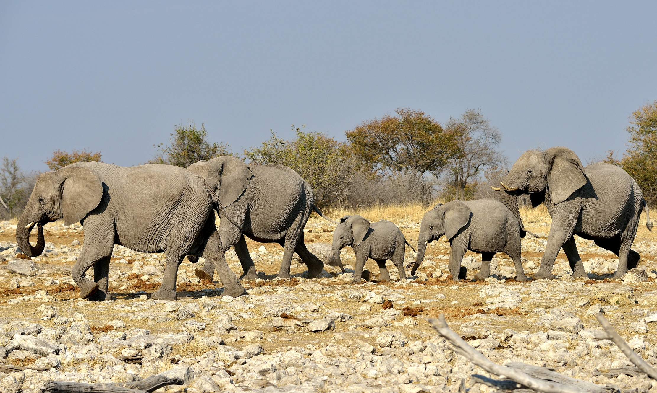 Etosha - Elefanti...