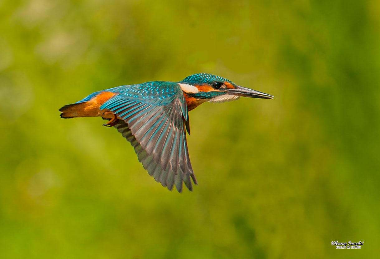 The flight of the Martin...