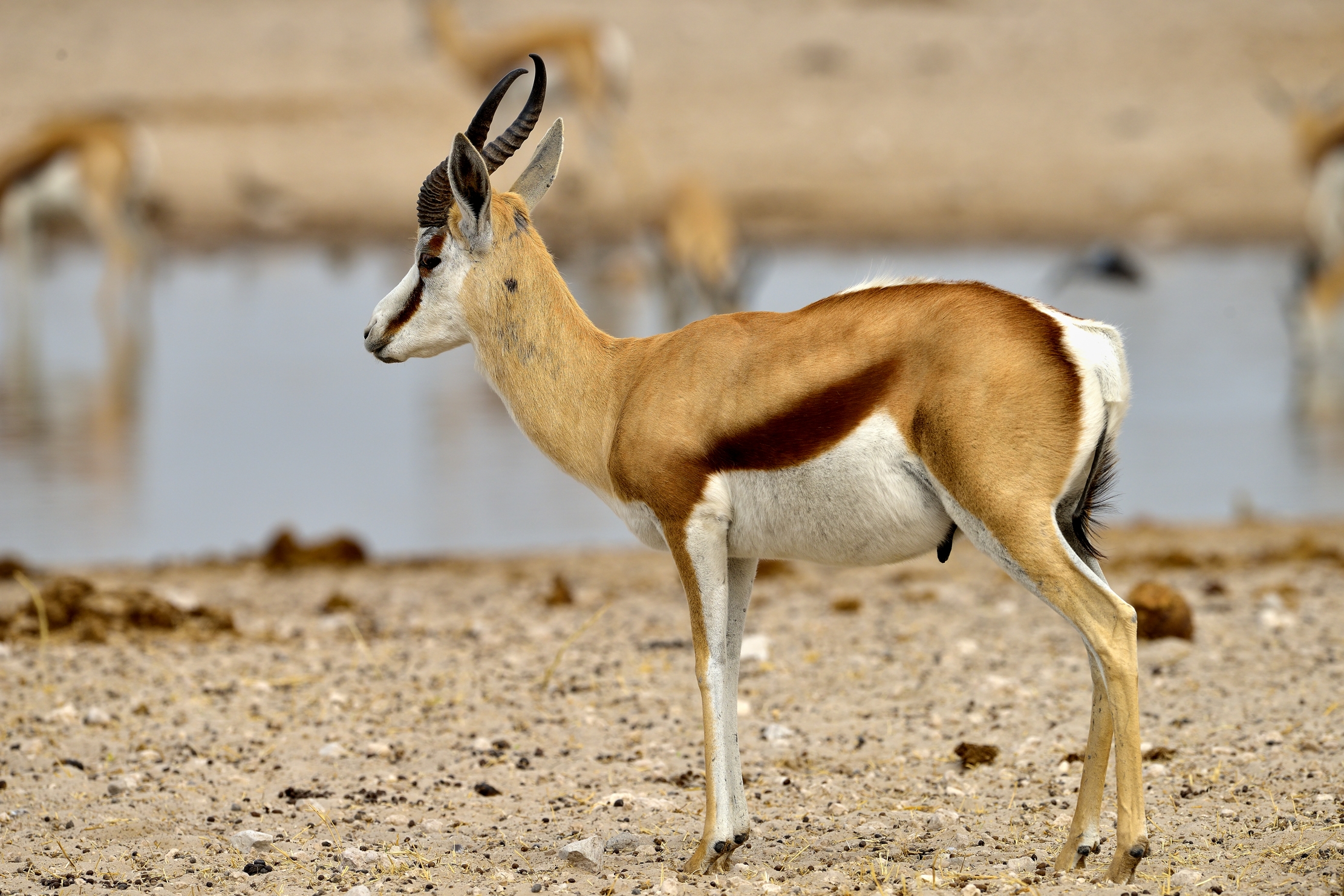 Etosha - Springbok...