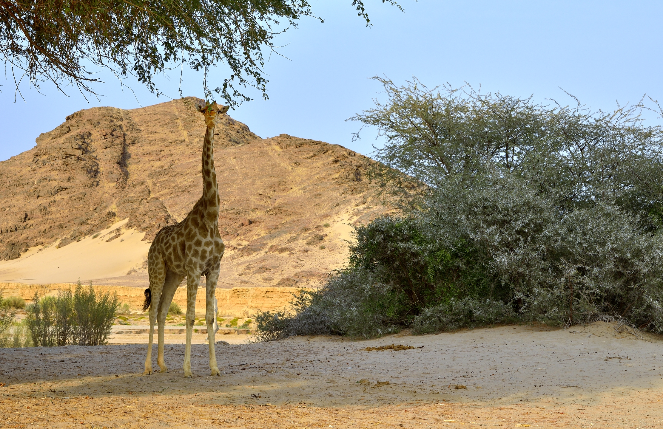 Deserto del Kaokoland - Giraffa...