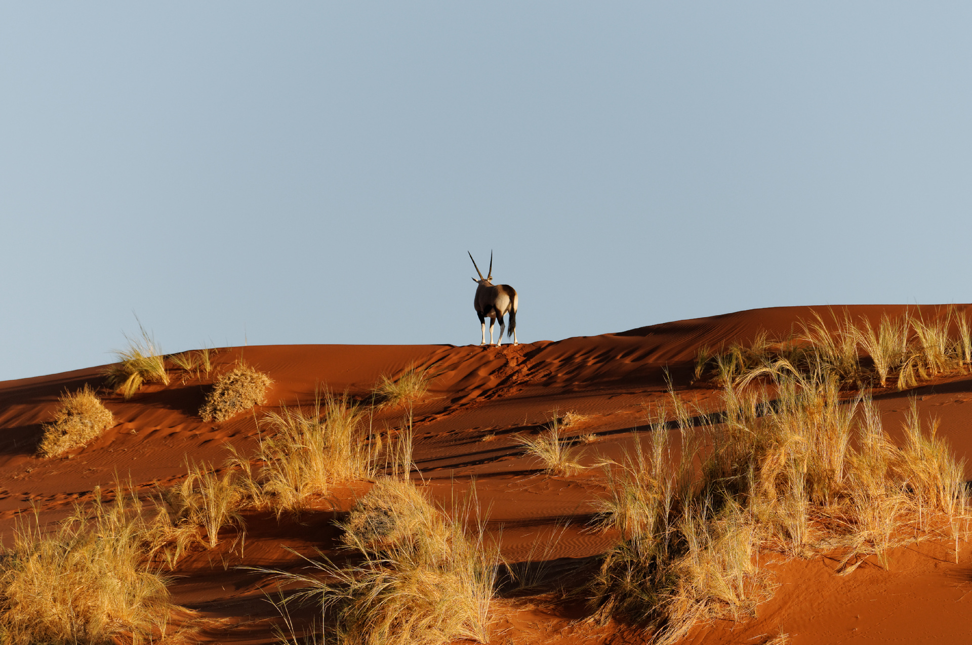 Namib - Orice all'alba...