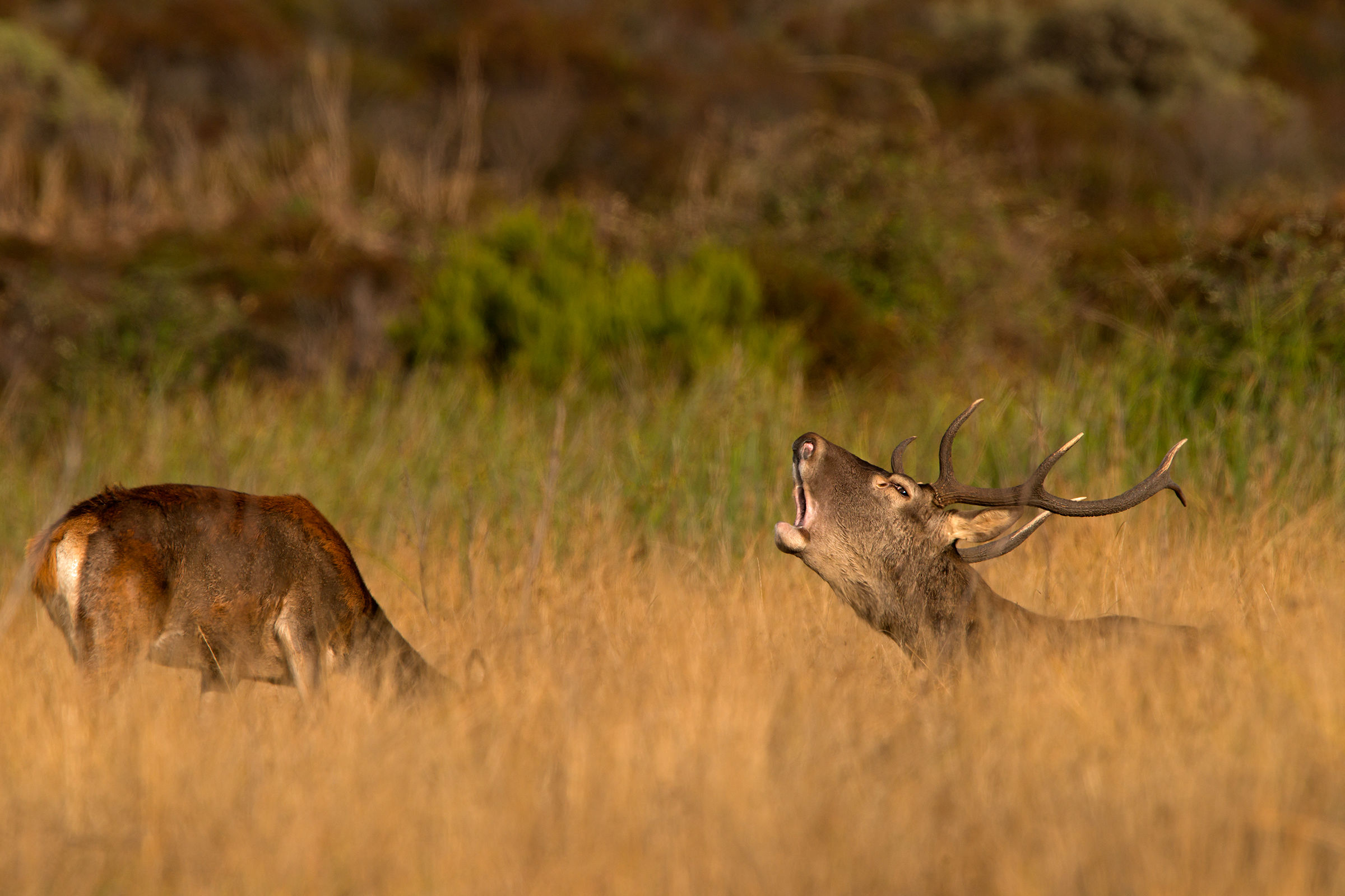 the roar of the Sardinian deer (lying)...