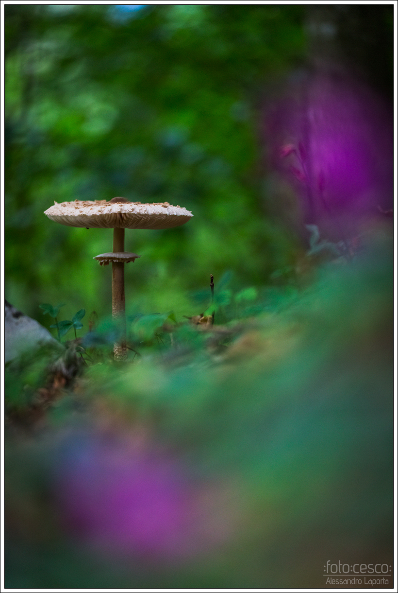 Macrolepiota procera - Parasol mushroom - Mazza di Tamb...