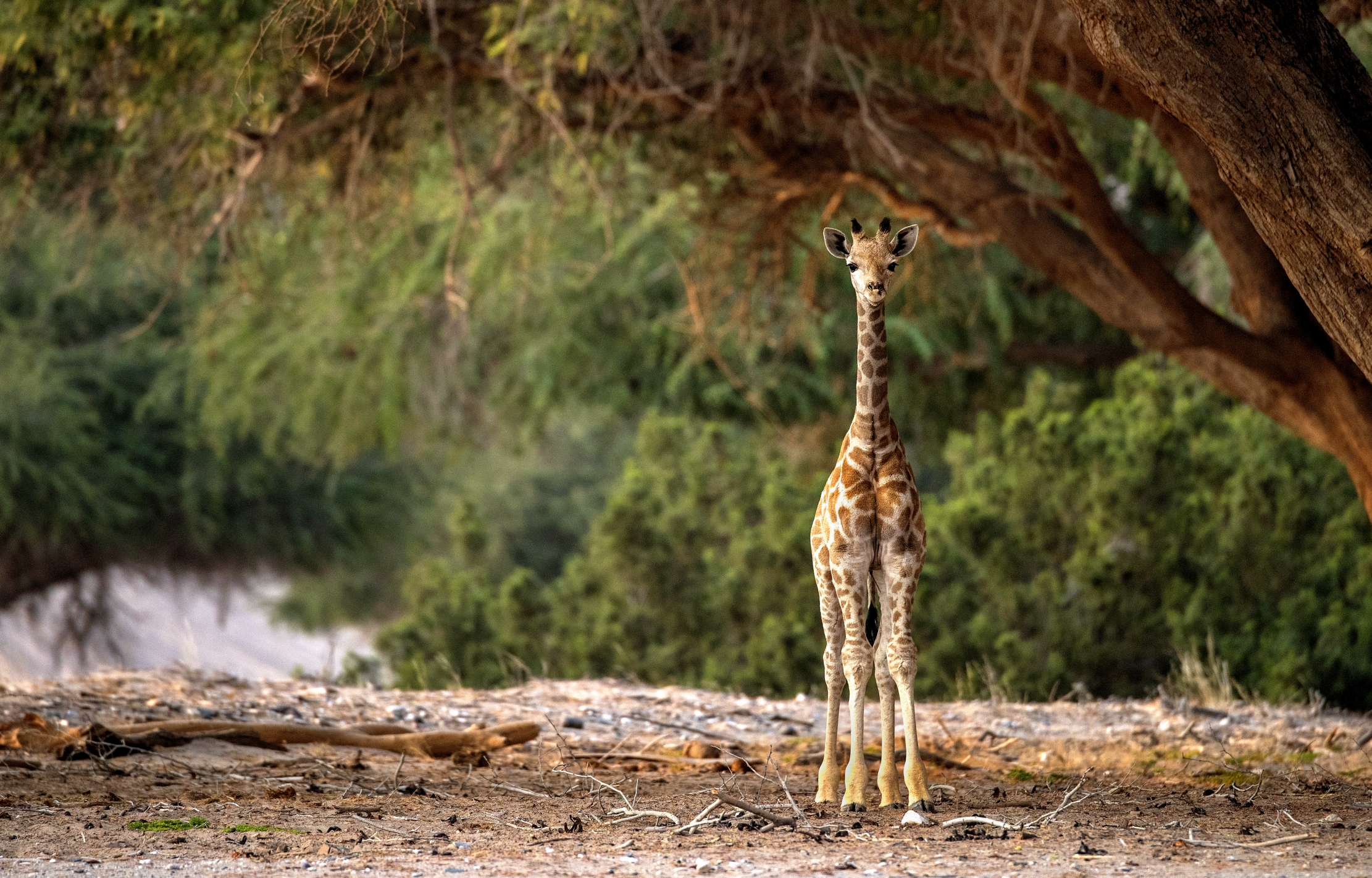 Desert Kaokoland - Small Giraffe...