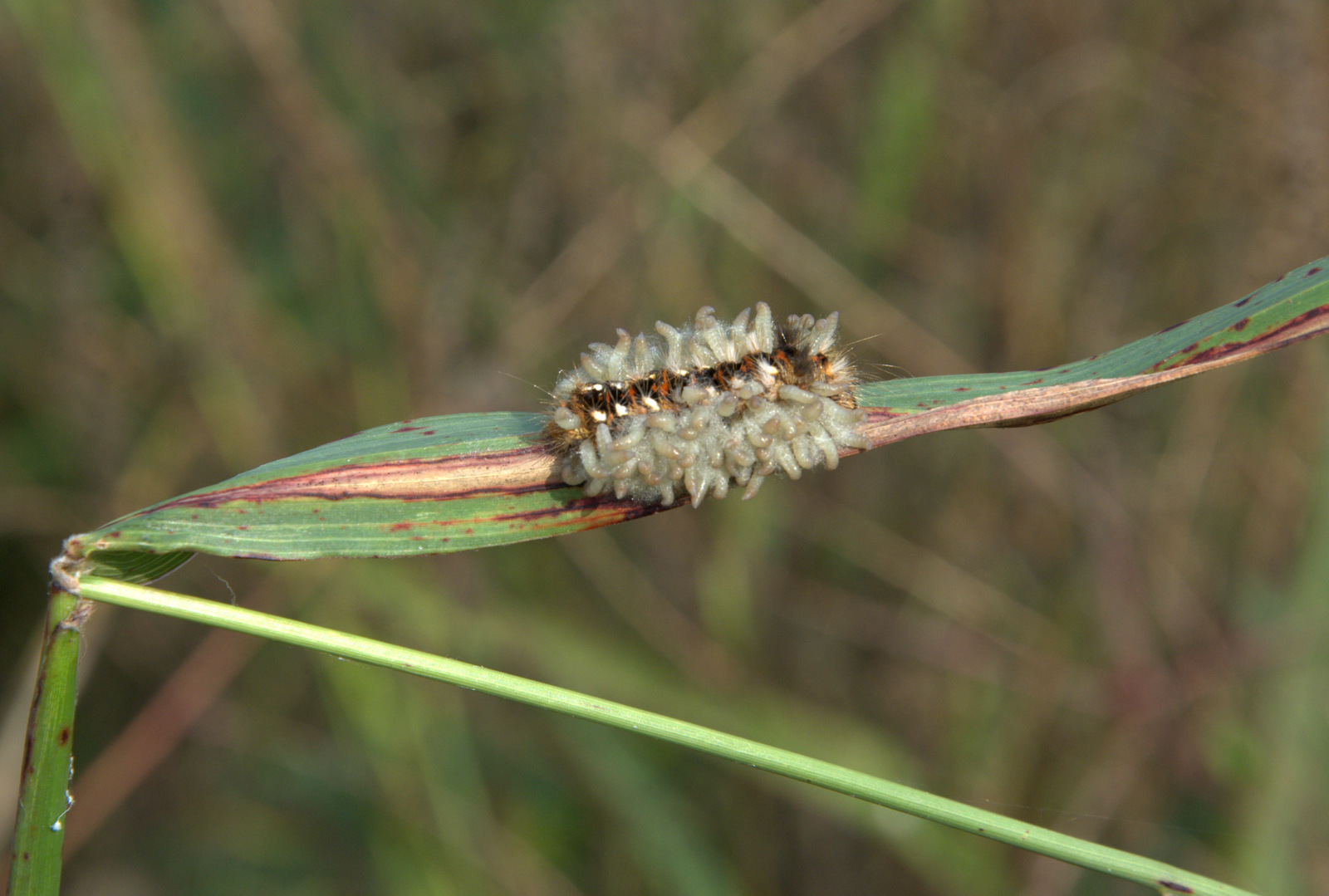 Bruco di Acronicta  rumicis ( parassitato )...