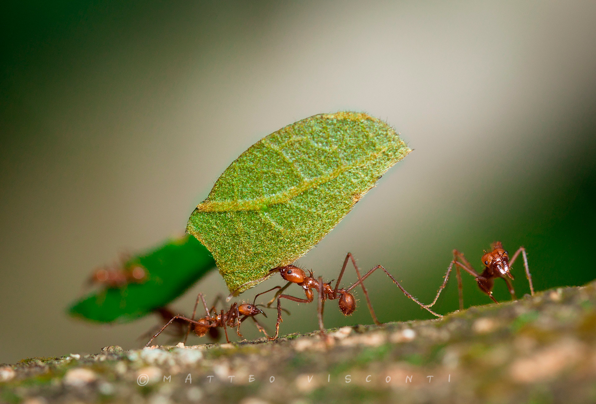 ants...