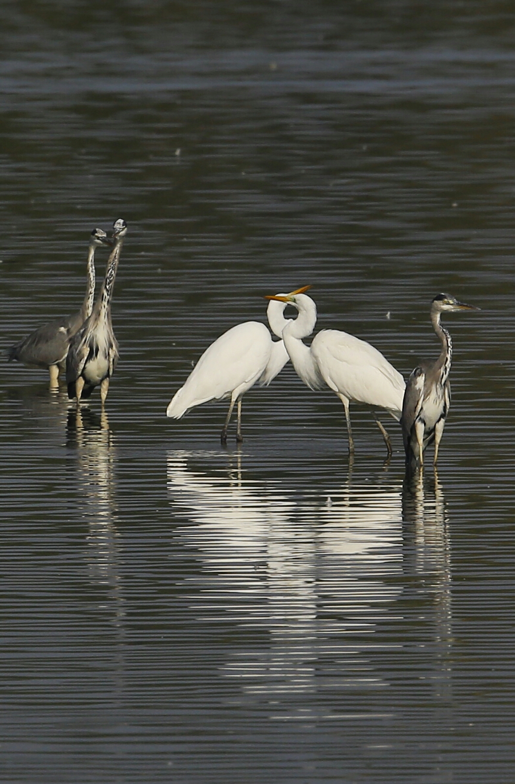 Birds...