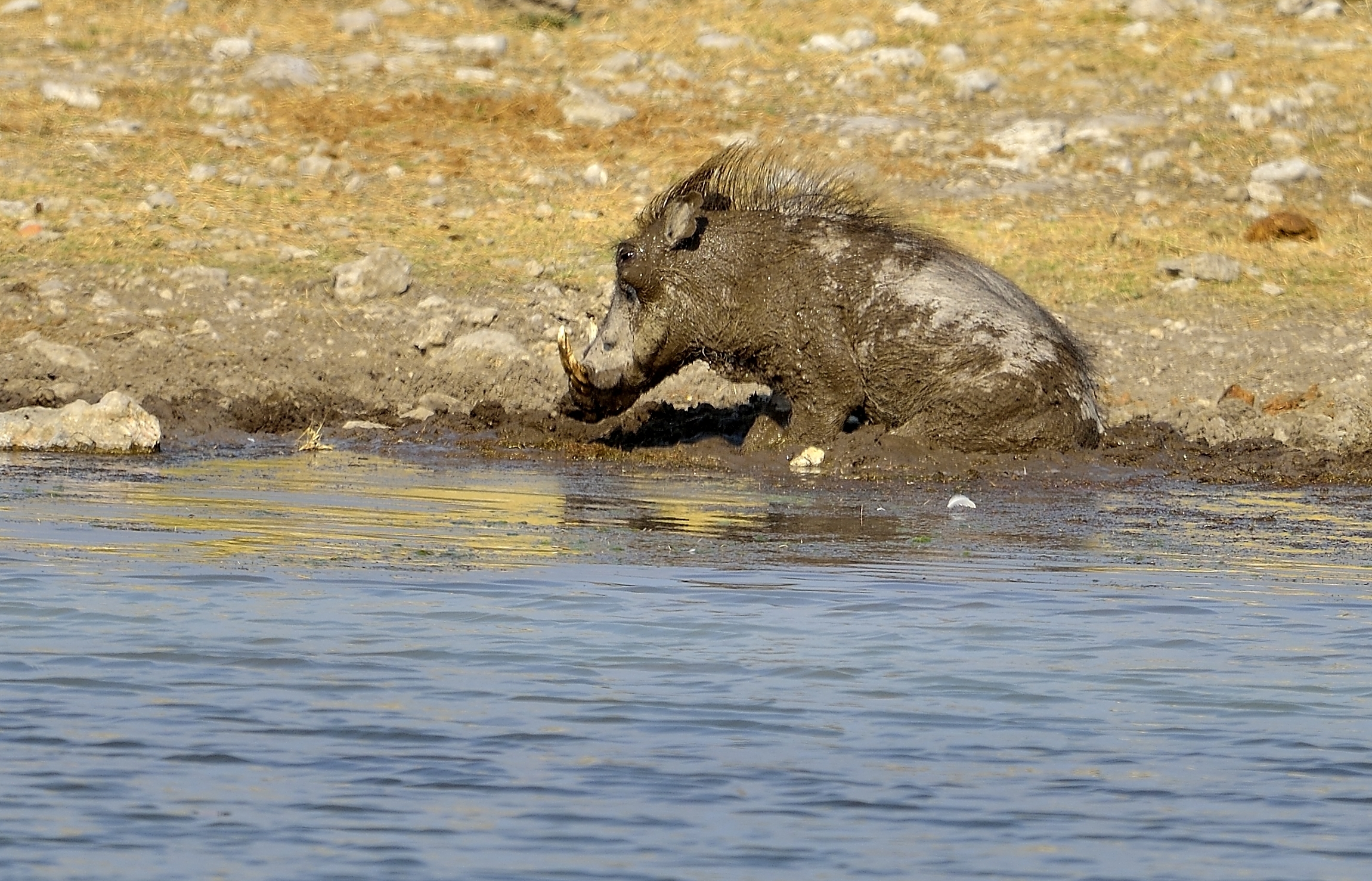 Etosha - Warthog...