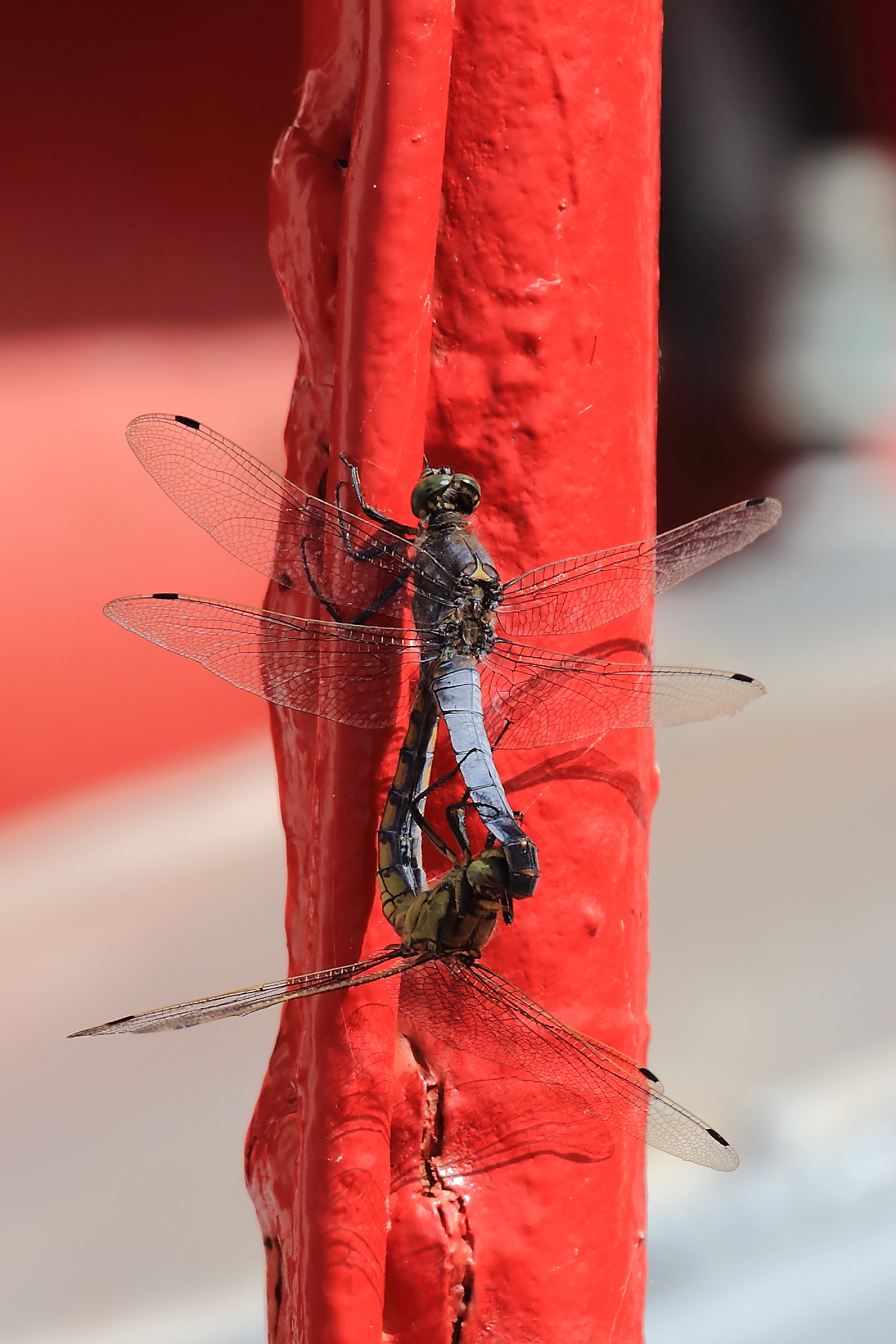 Dragonflies mating - Camargue...