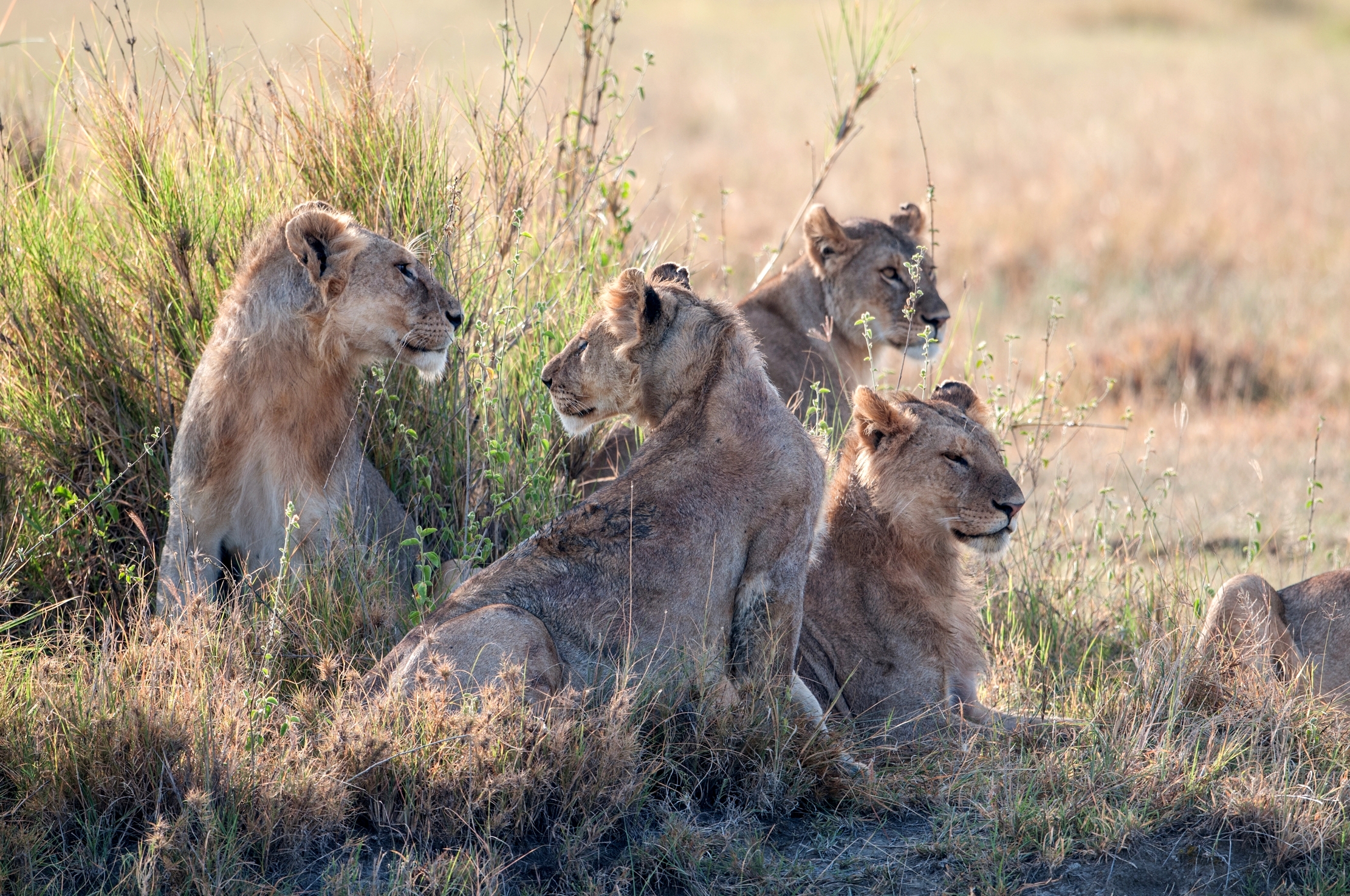 Serengeti - Lions...