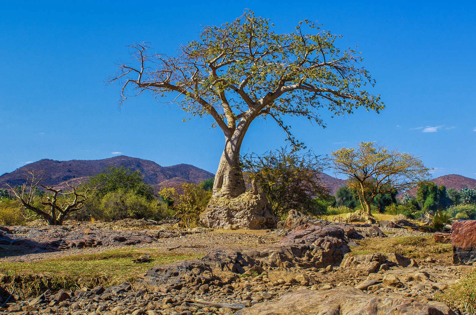Namibian baobab...