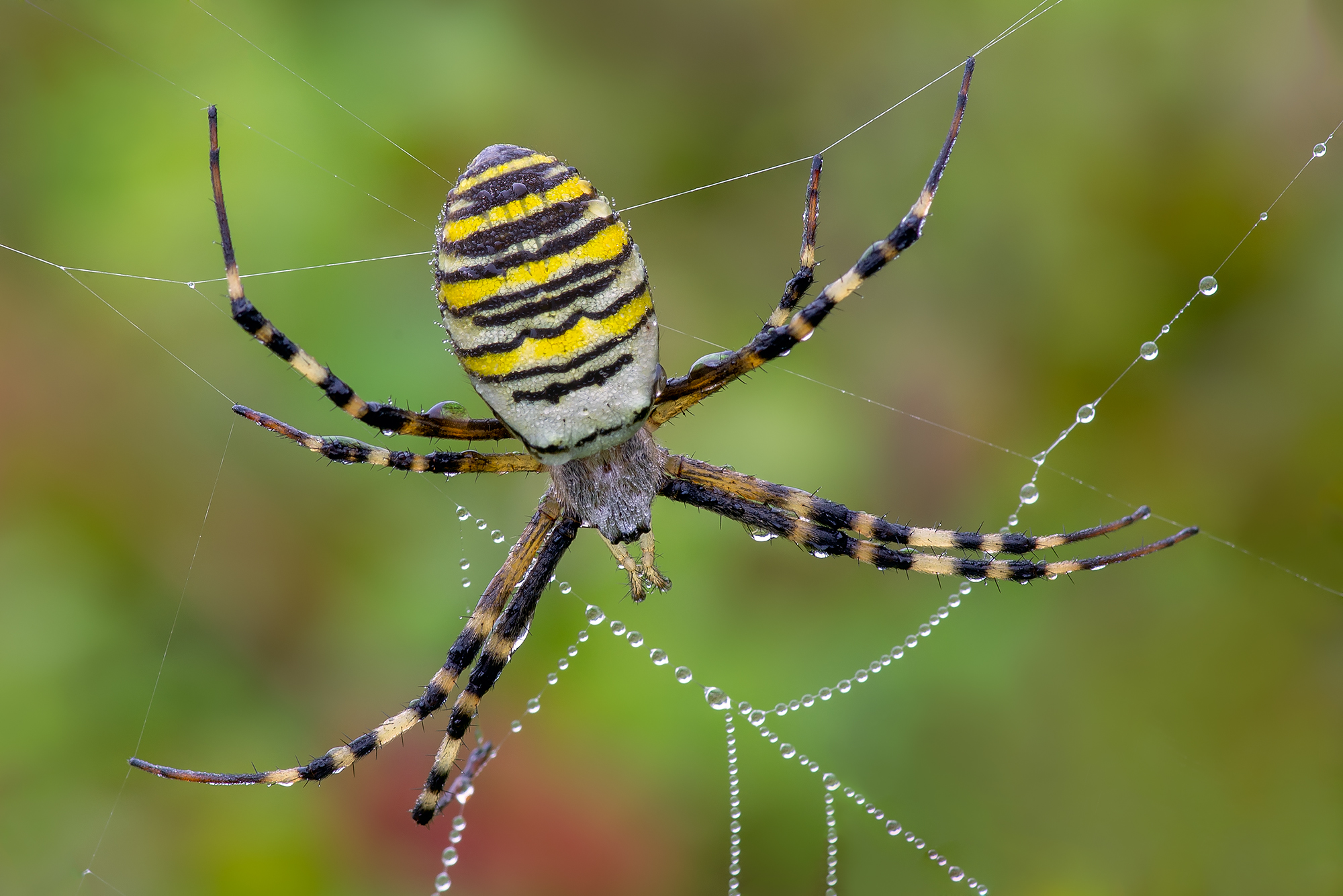 Argiope bruennichi...