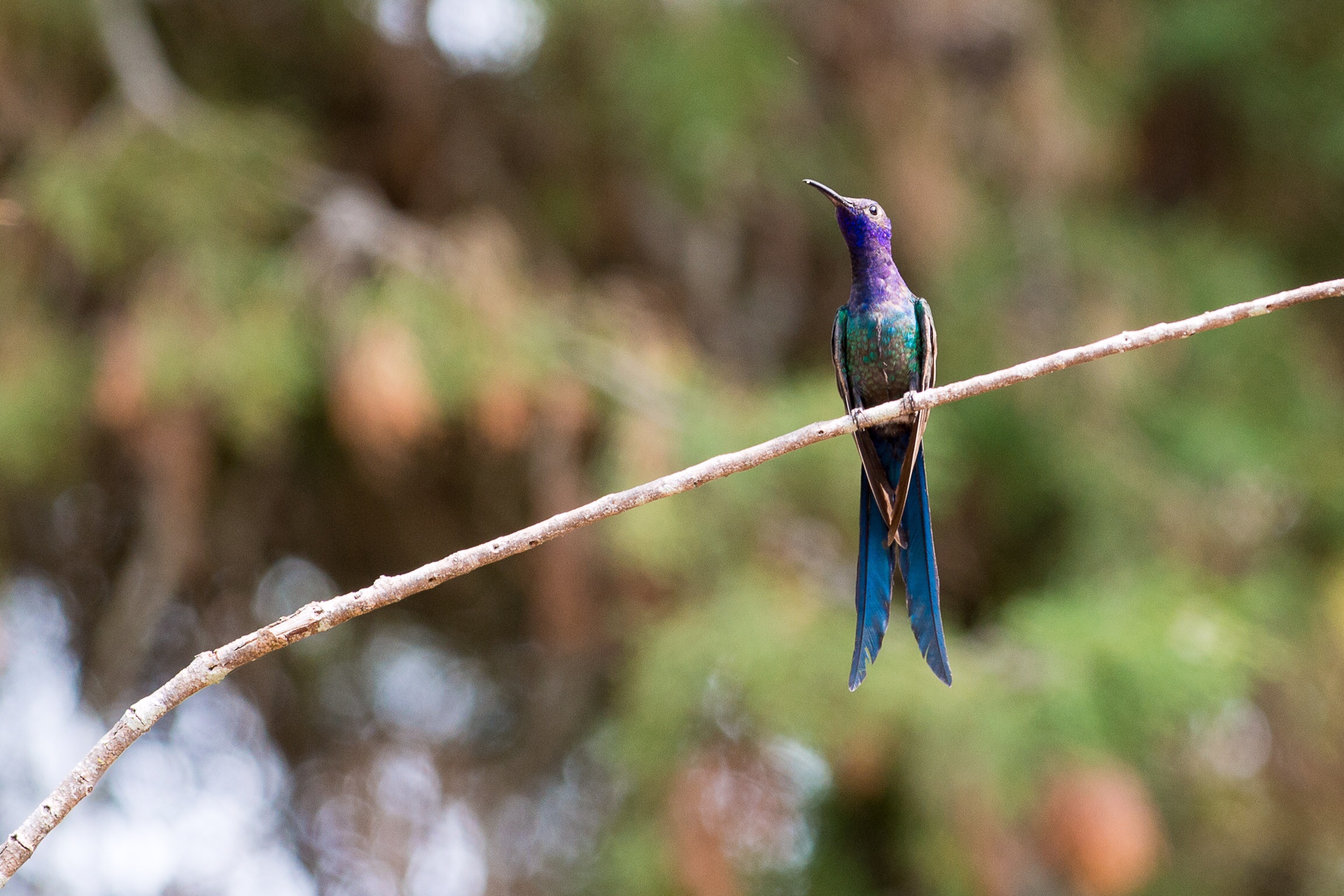 Colibri...