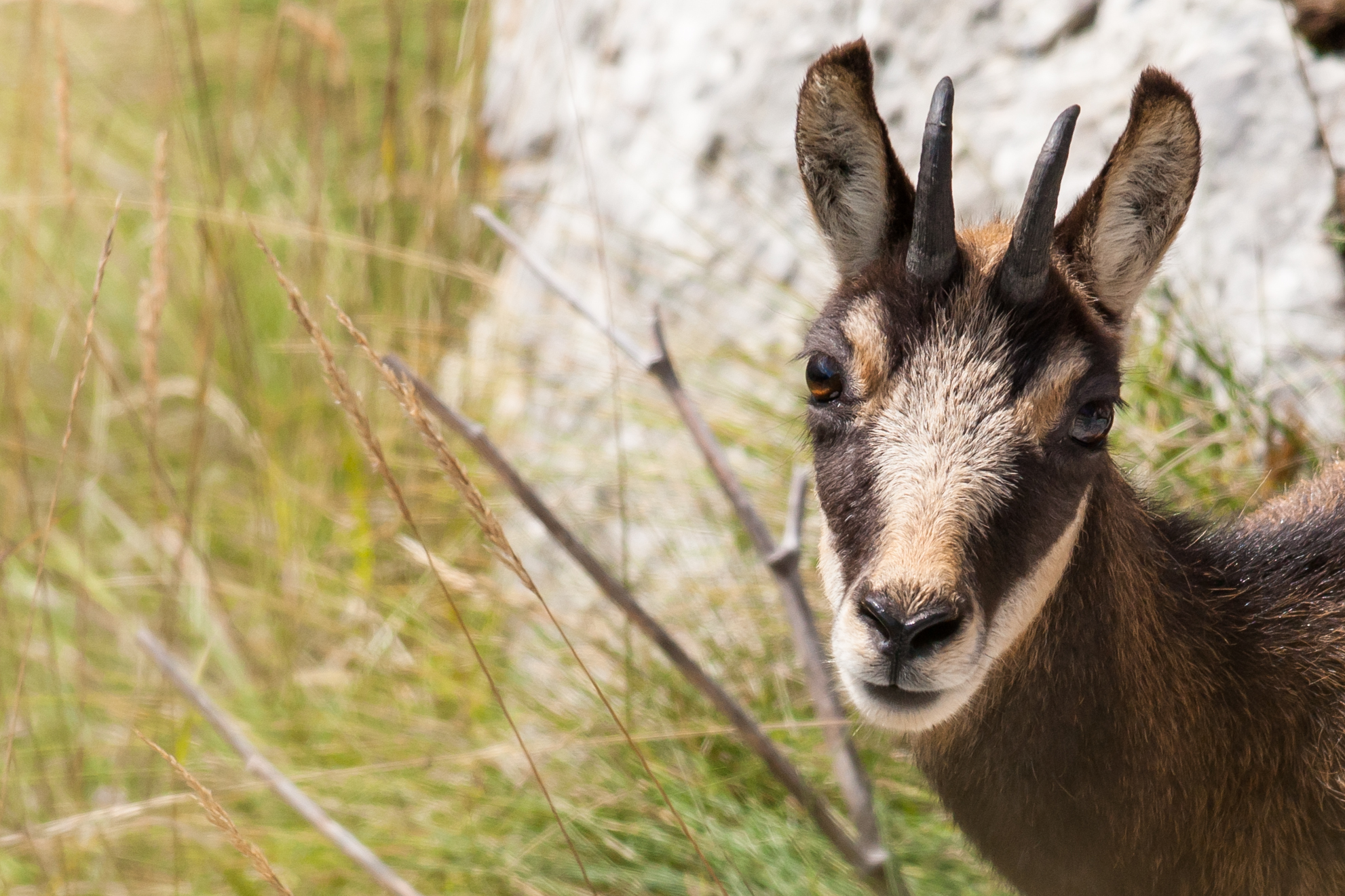 portrait of the young chamois...