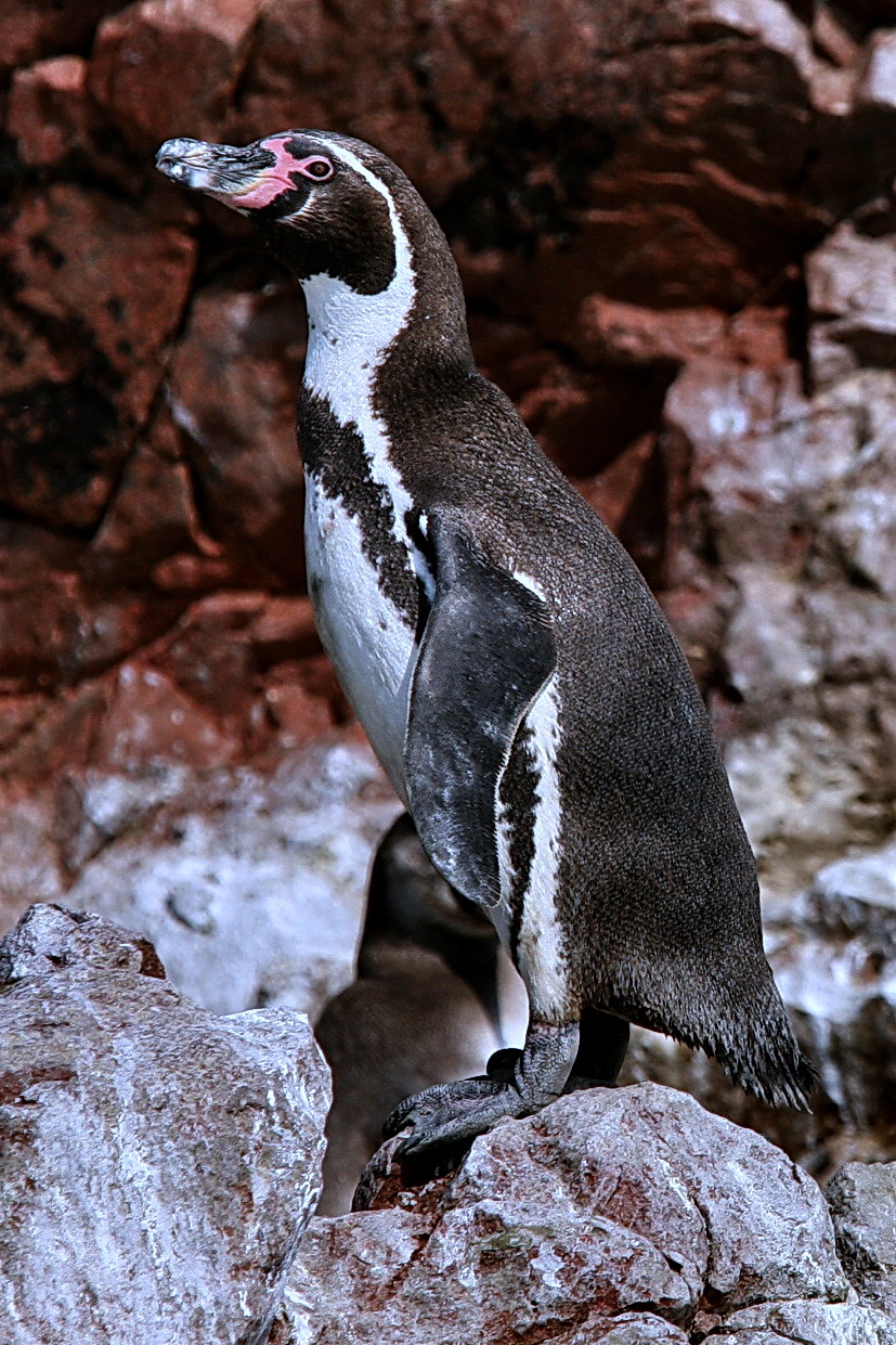 Pinguino edi Humboldt...