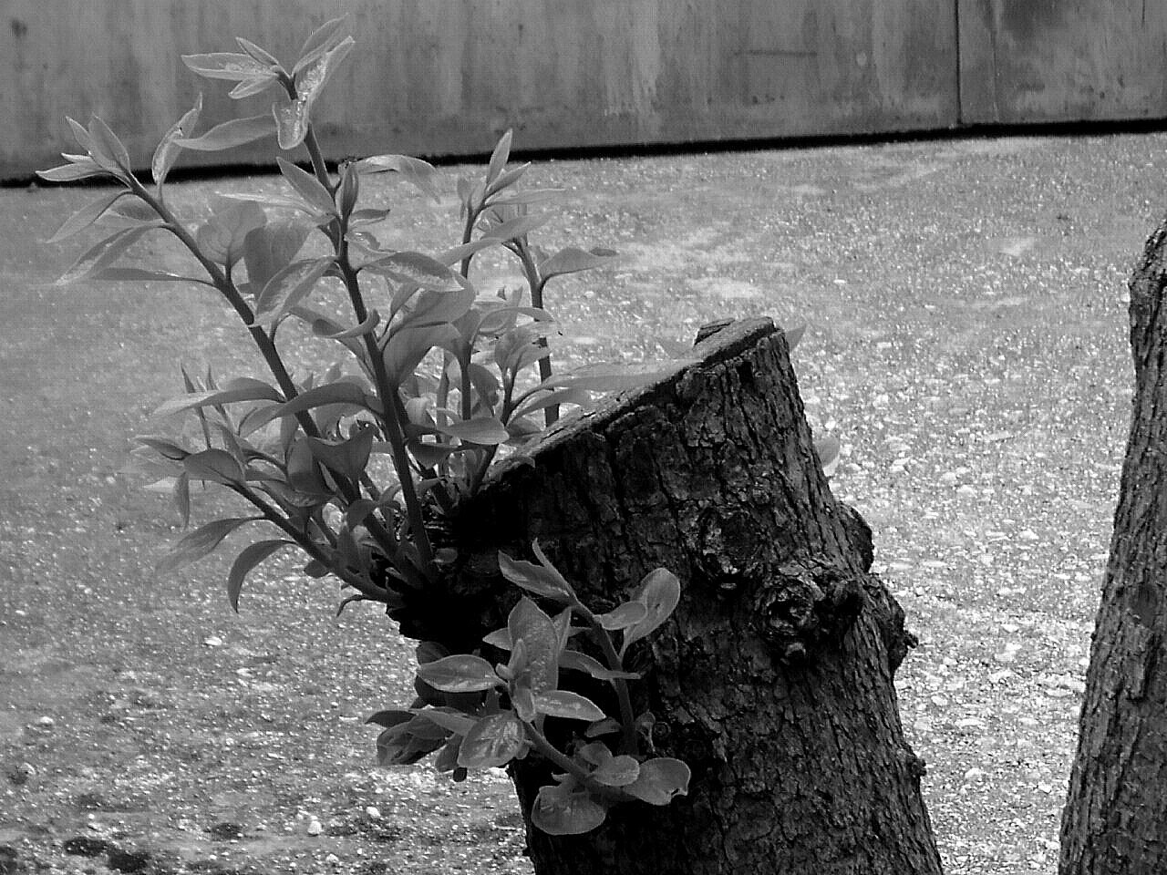 The trunk black and white...