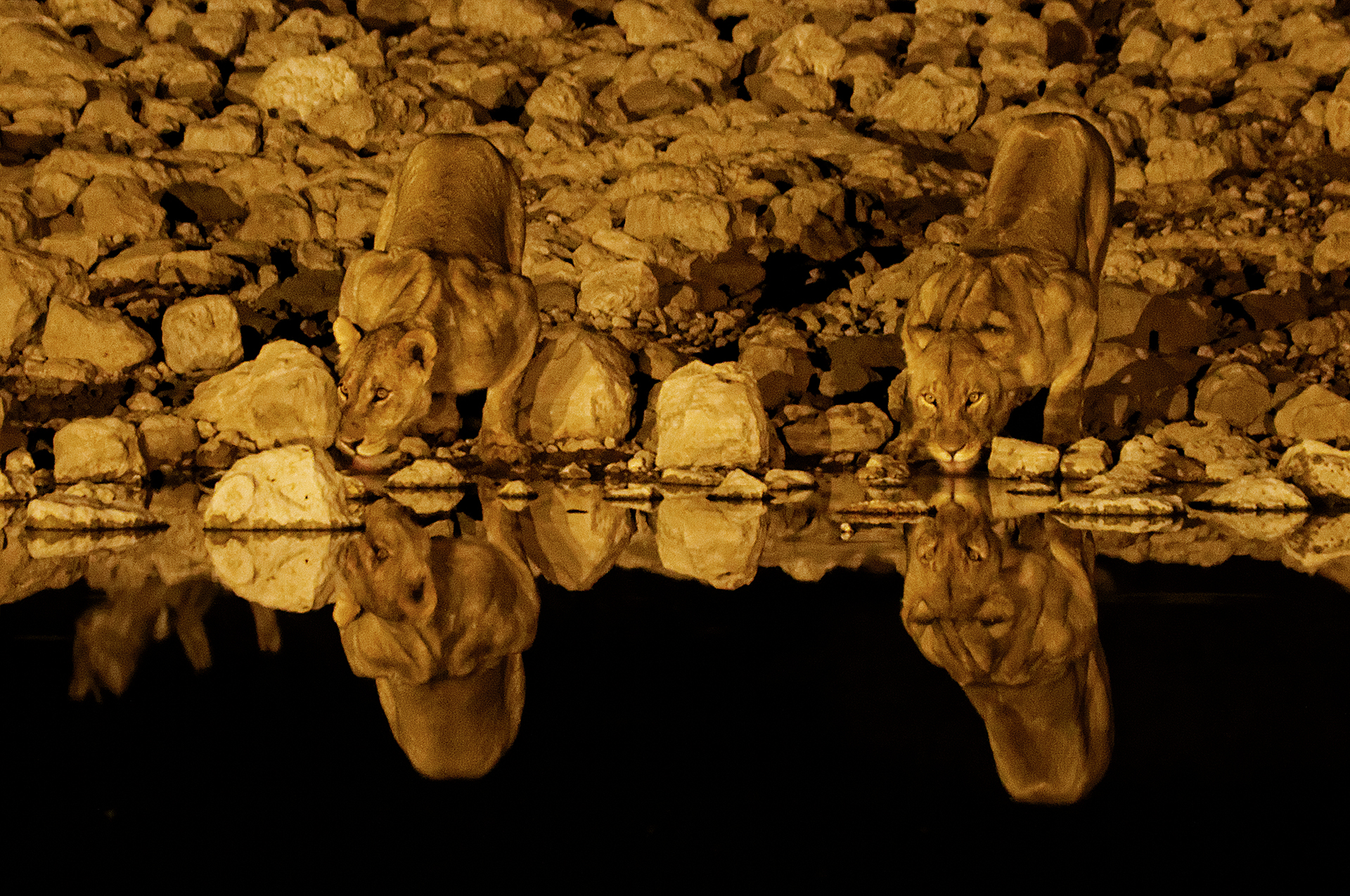 Lionesses in the mirror...