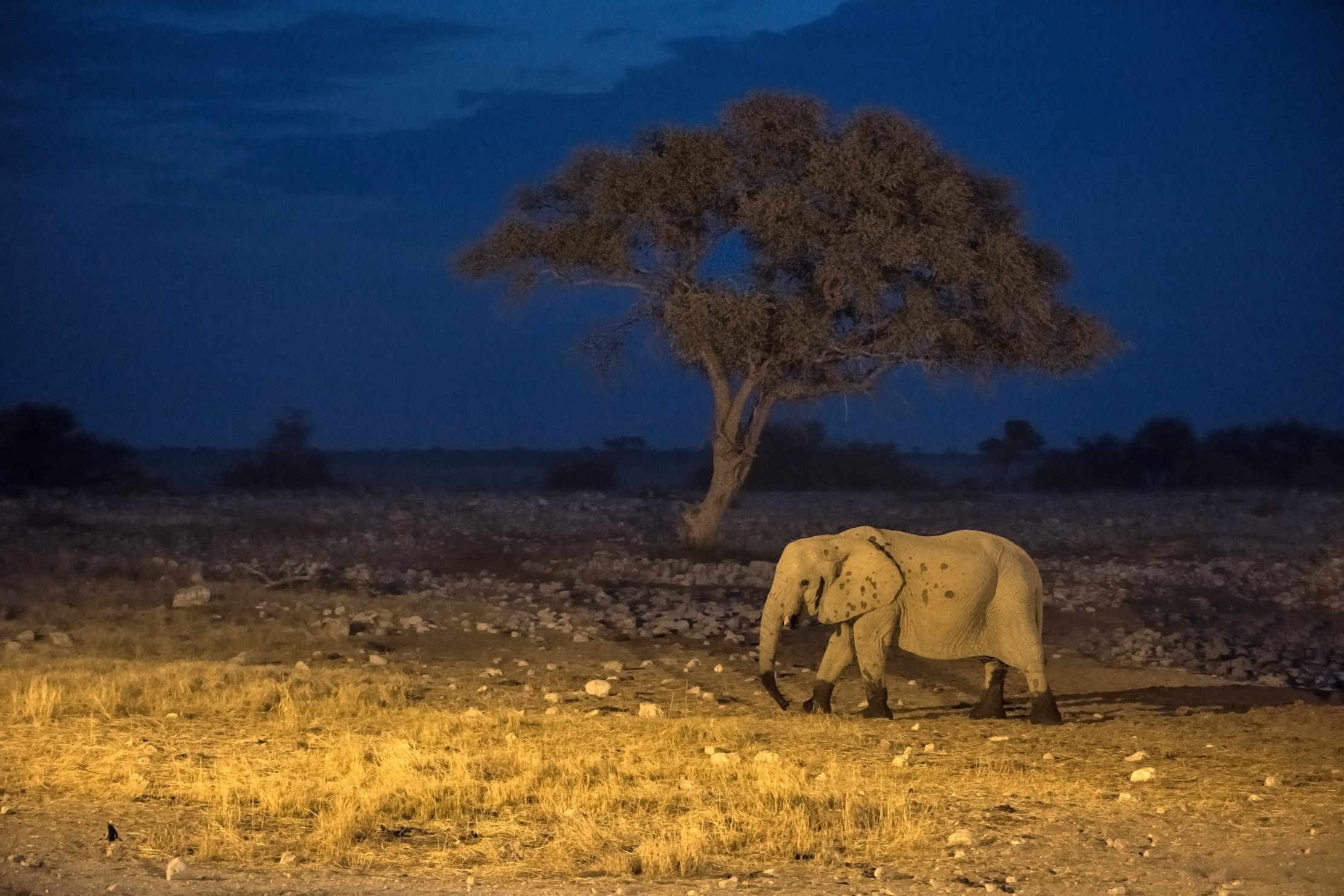 Etosha - elephant night...