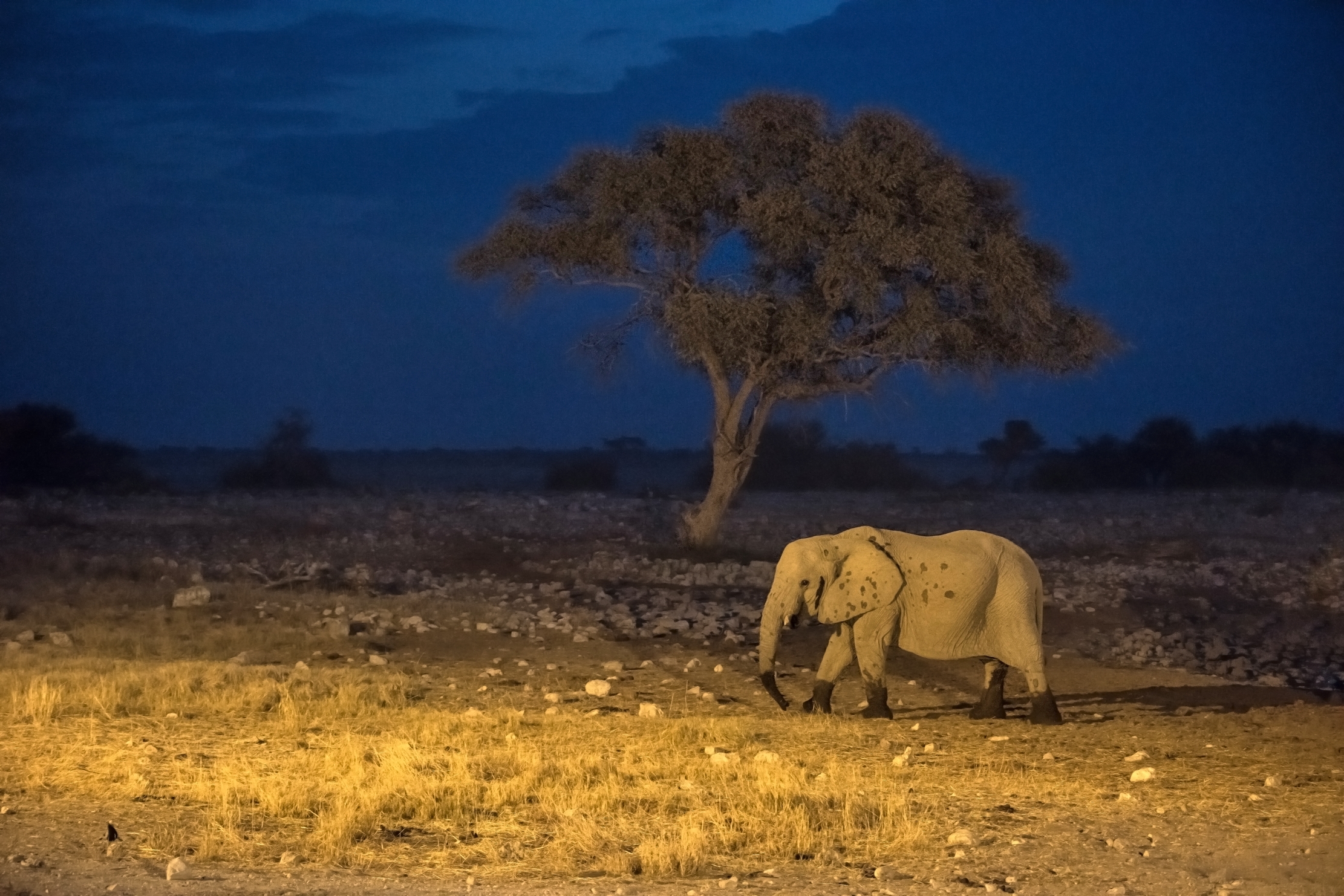 Etosha - Elefante di notte...