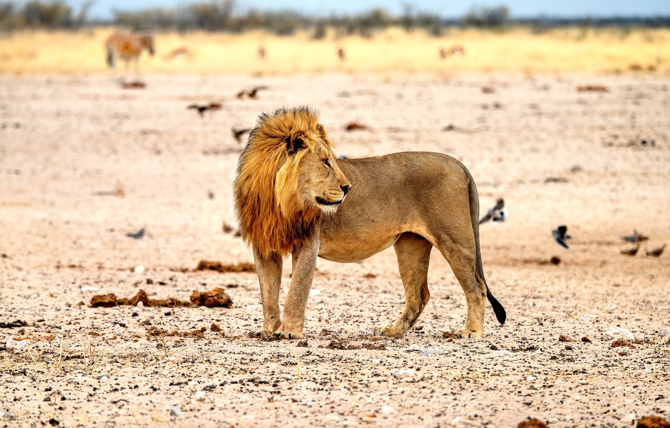 Etosha - Lion...