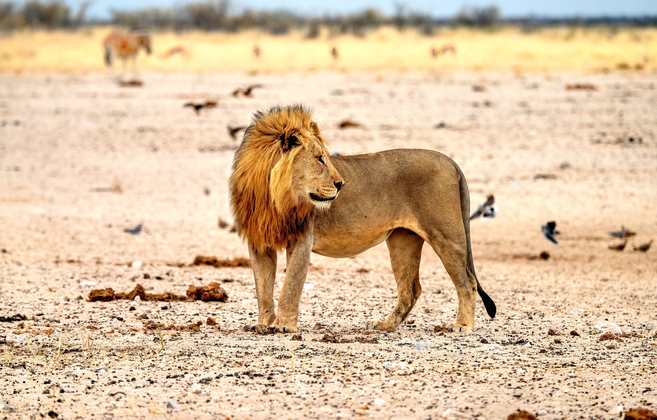 Etosha - Leone...