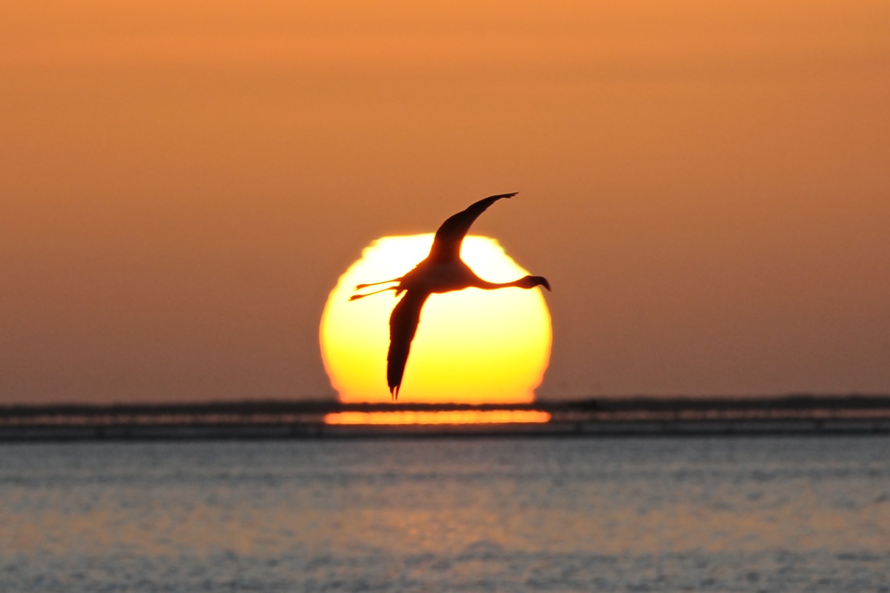 flamingo namibia...