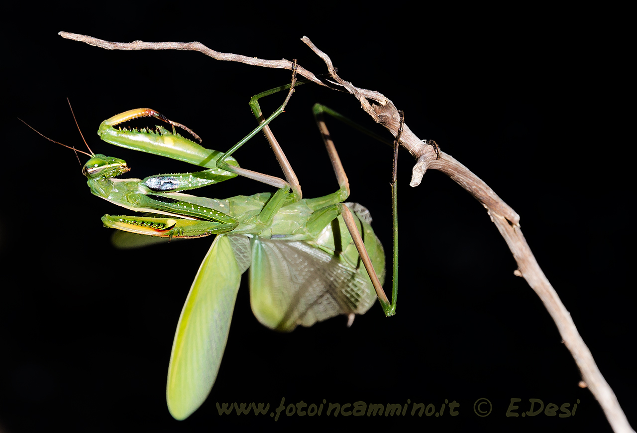 Female Praying Mantis (Mantis religiosa)...