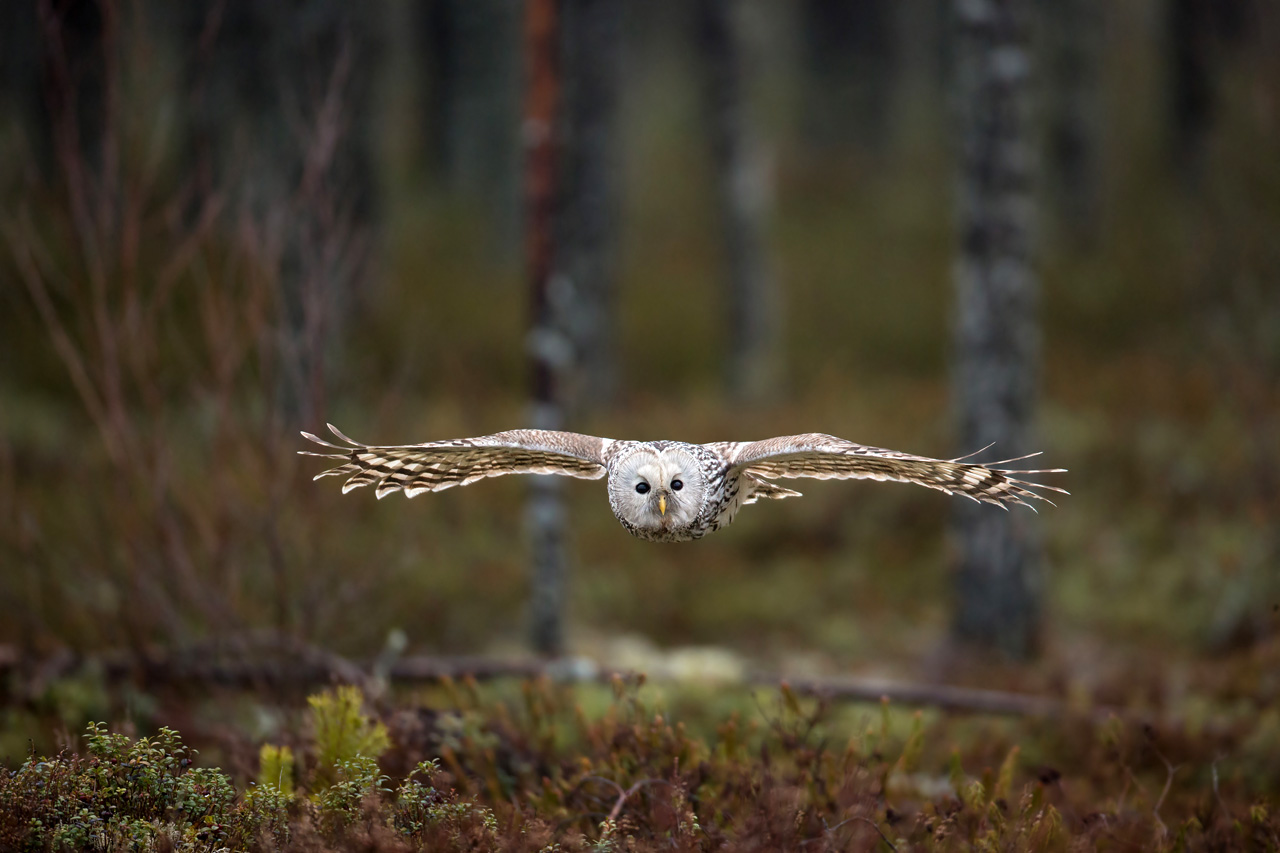 Allocco degli Urali - Ural Owl...