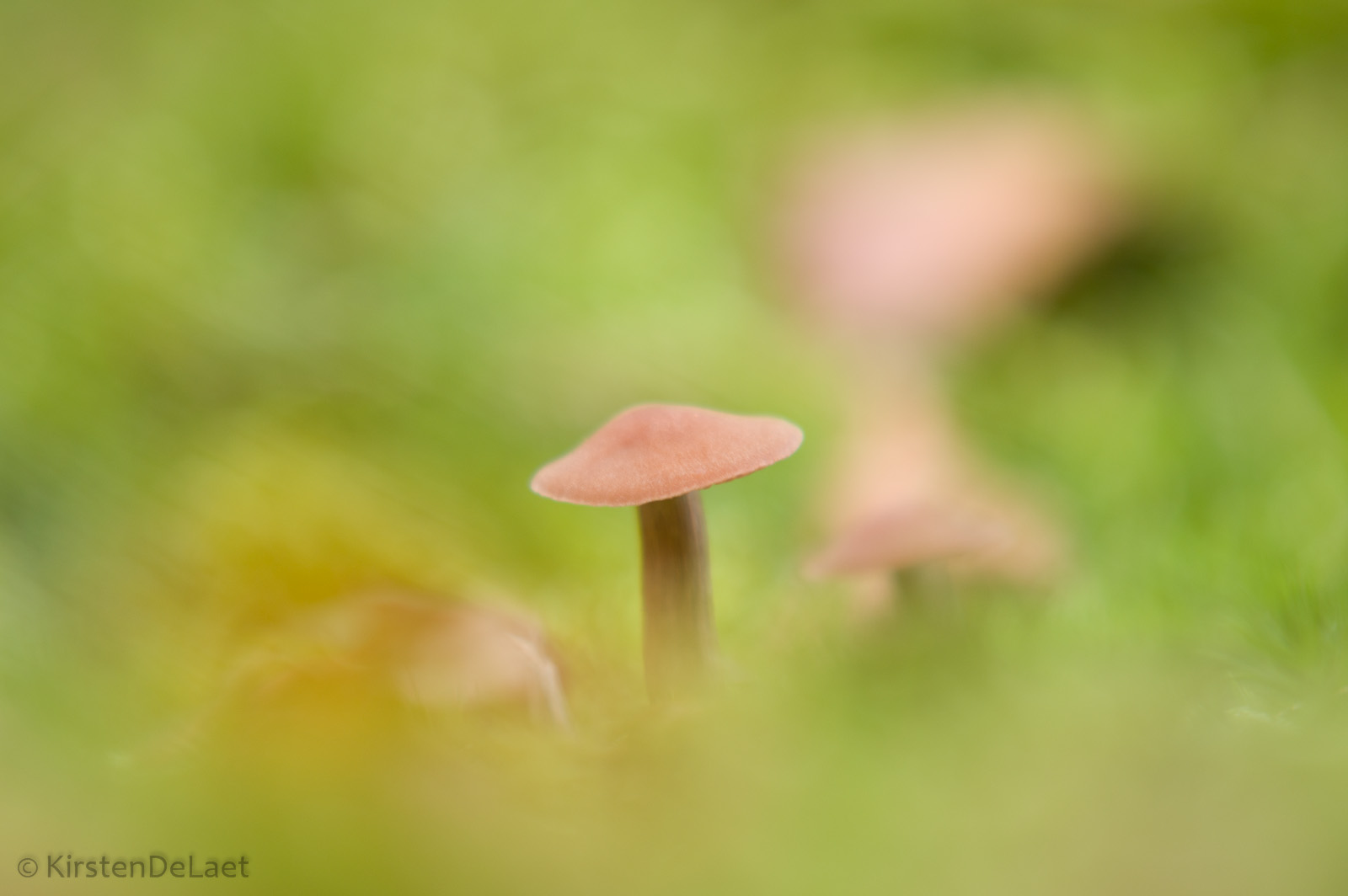 Mushroom from October 2014...