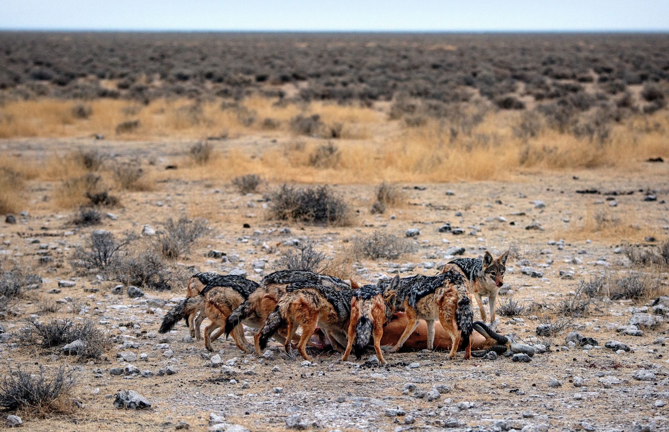 Etosha - Jackals...