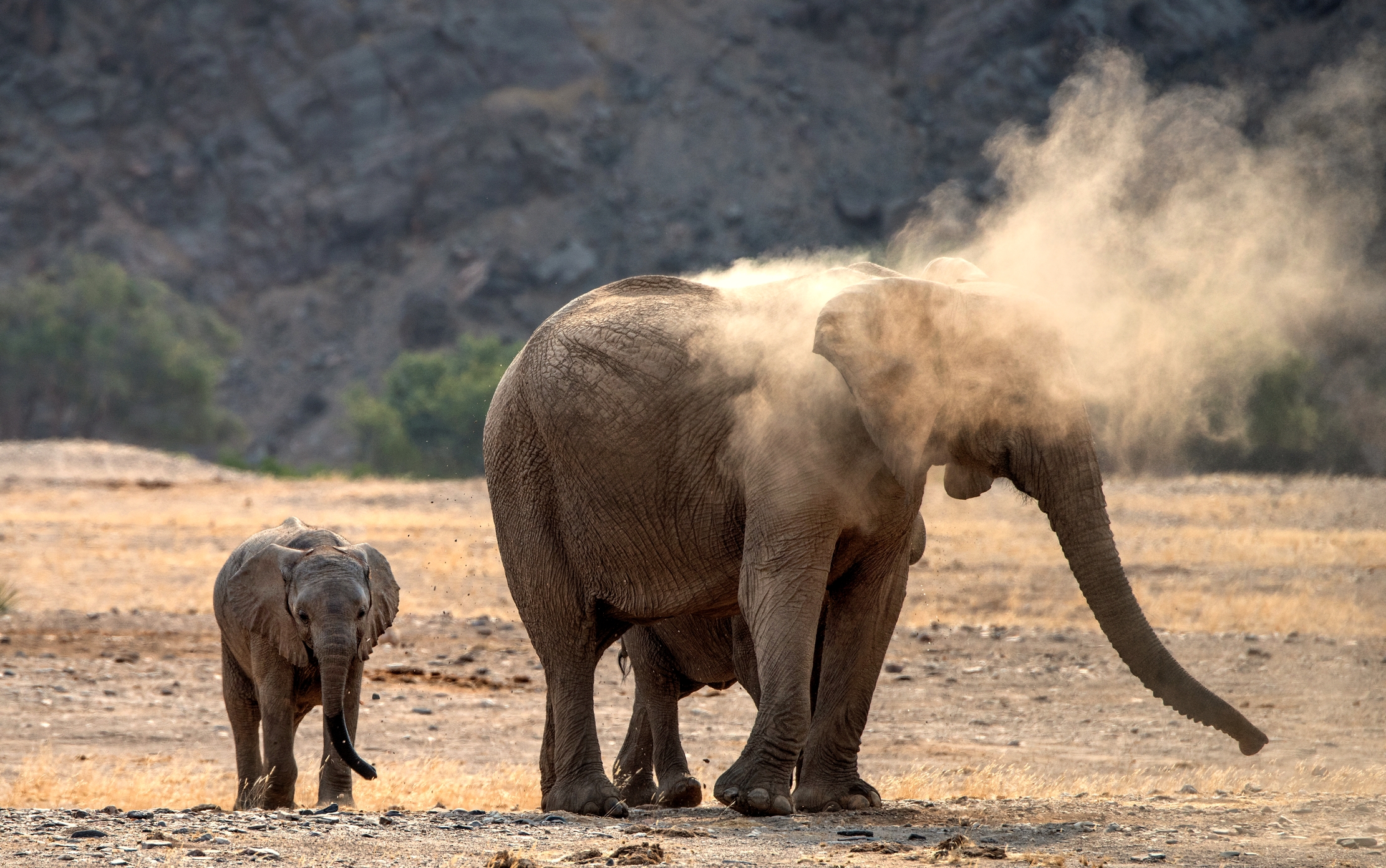 Desert Kaokoland - Elephants...