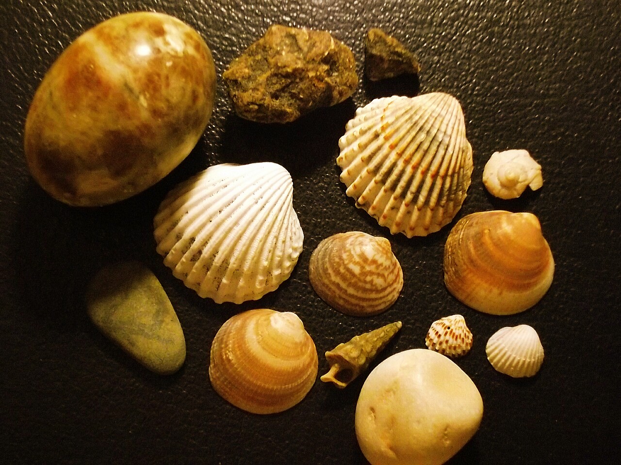 Shells II...