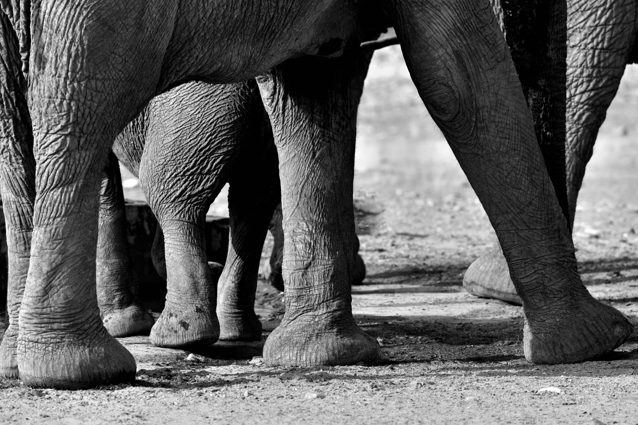Desert Kaokoland - Elephants BW...