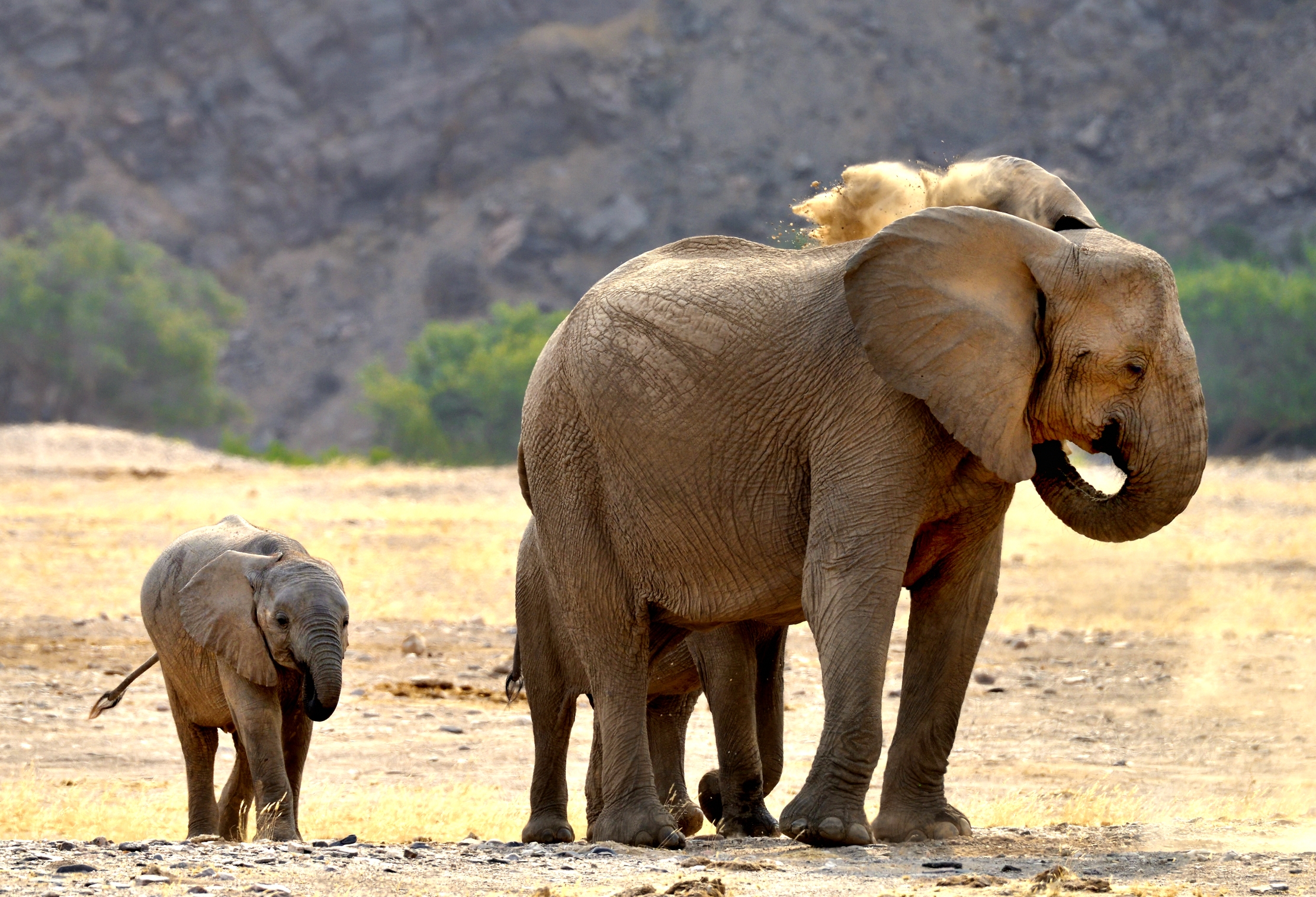 Desert Kaokoland - Elephants...