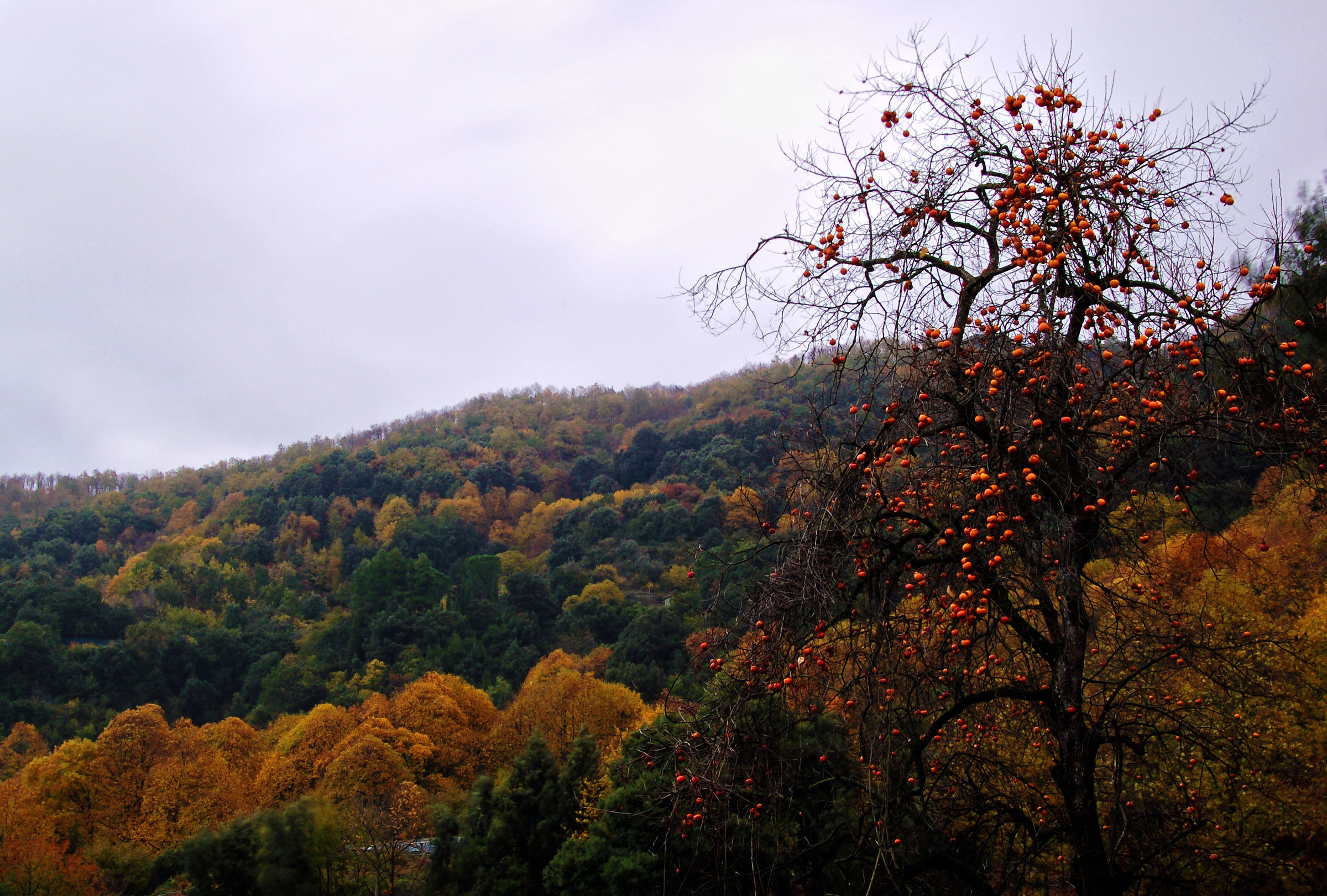 Autumn in the land of persimmons...