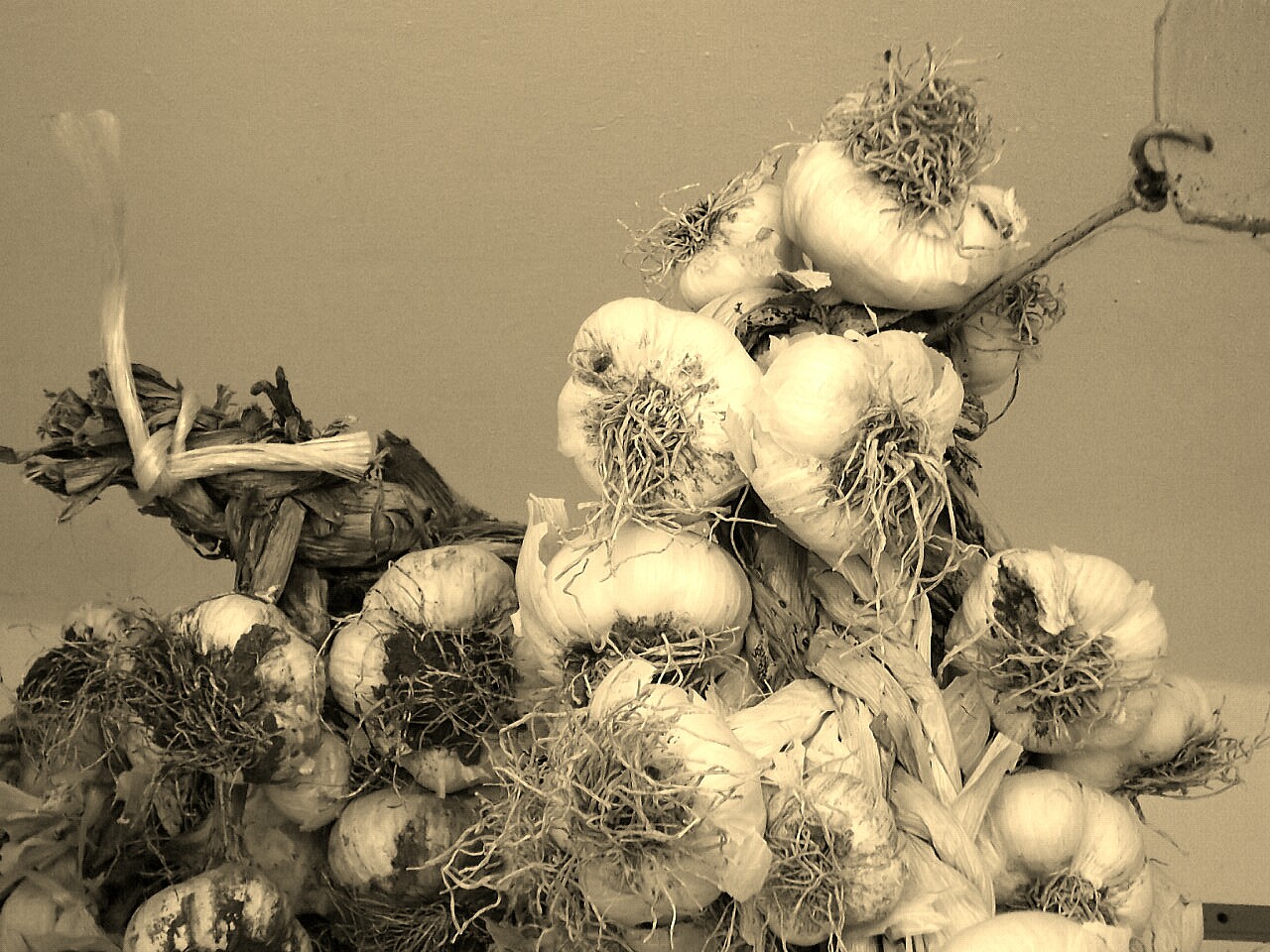 Garlic in sepia...