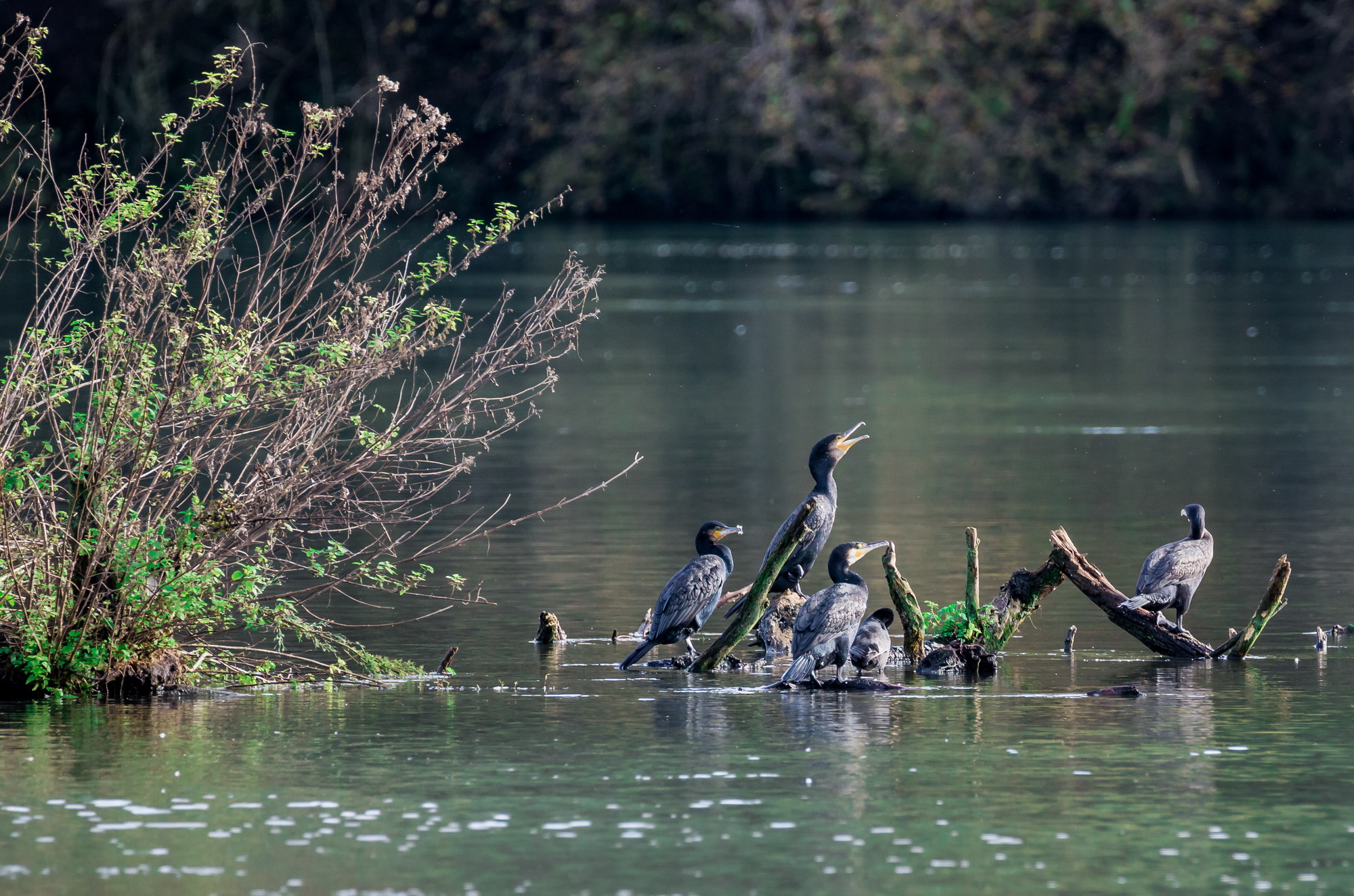 The gang of cormorants...