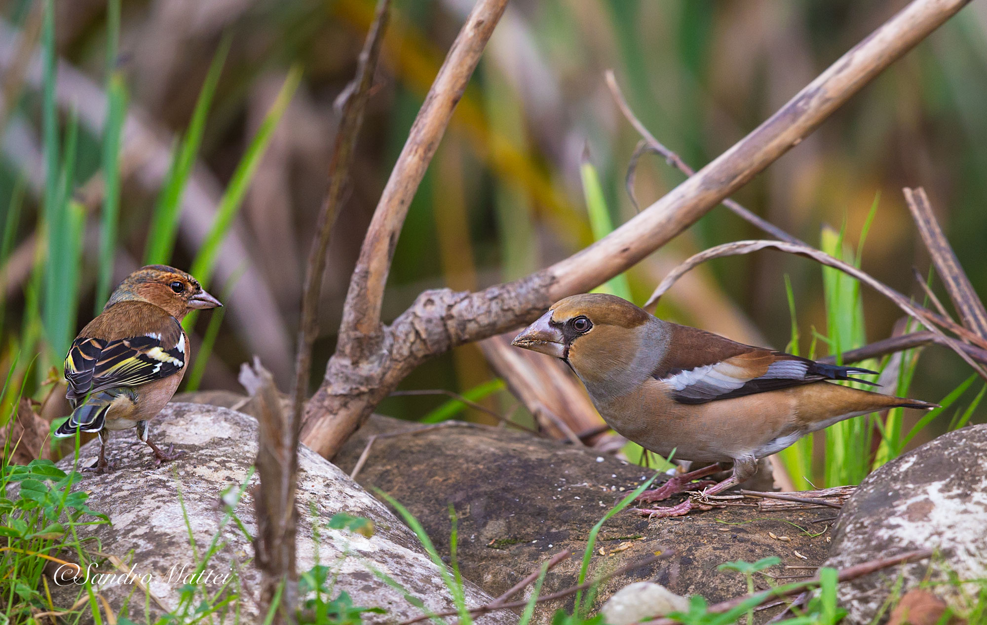 ....... Fri & fro ...... (finch and frosone)...