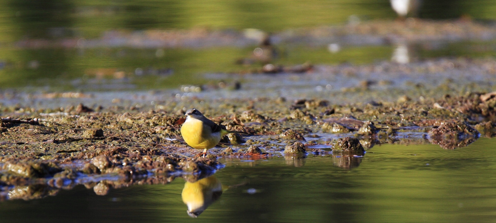 Wagtail...