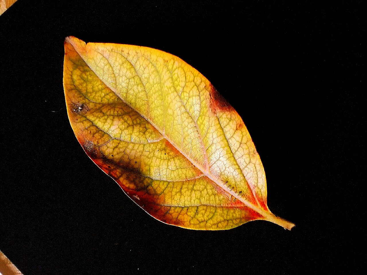 Leaf and yellow colors...