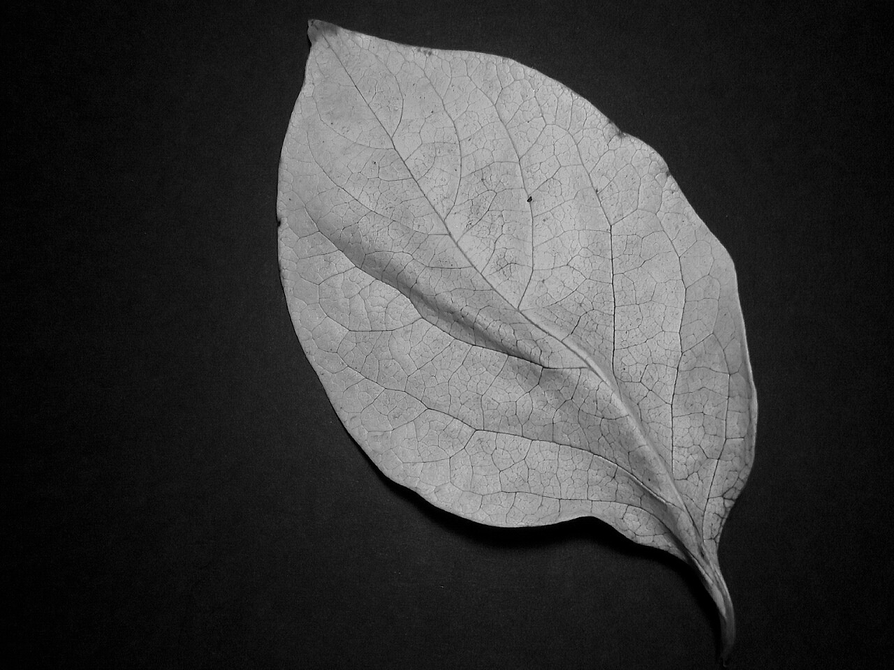 Leaf half-black...