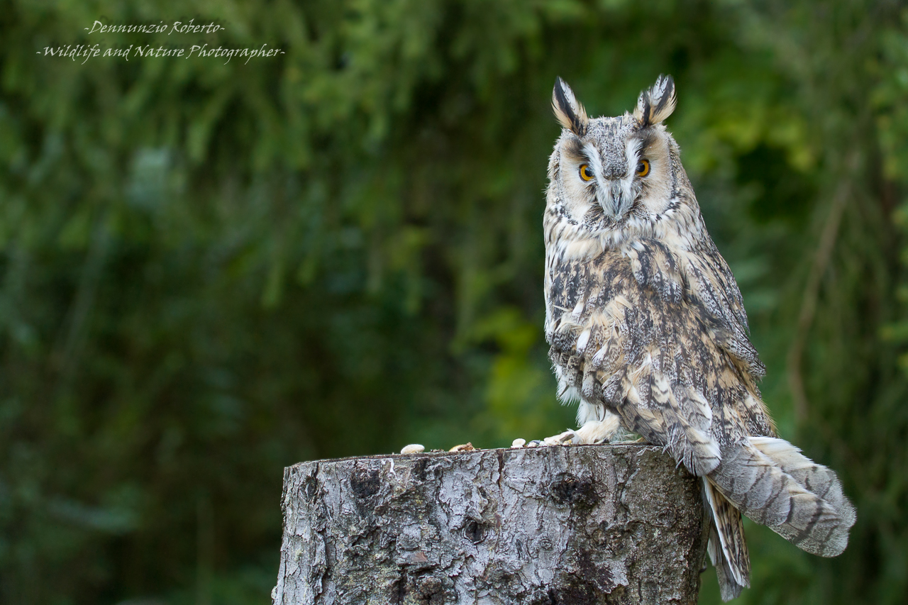 Screech owl...