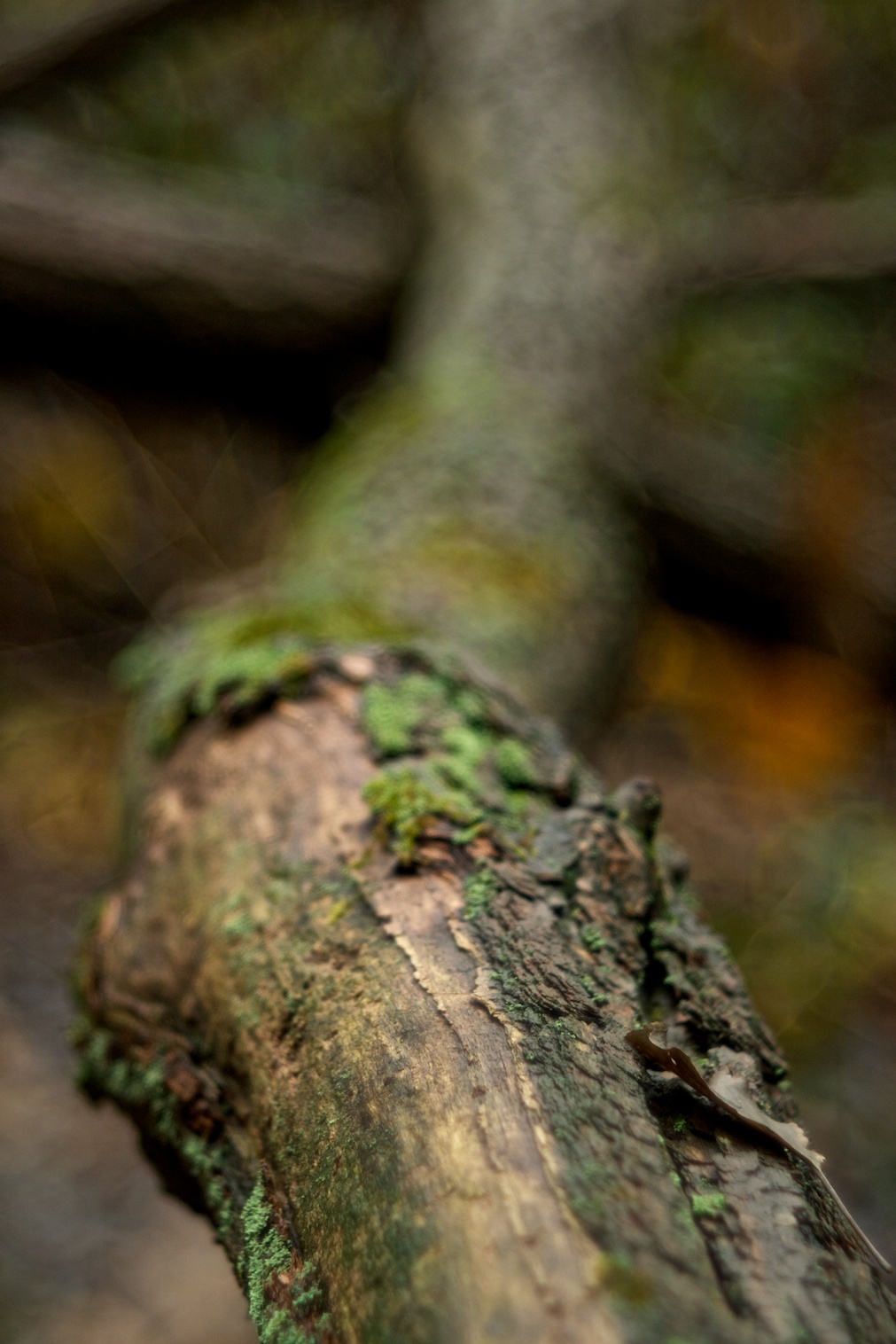 In the woods 2...
