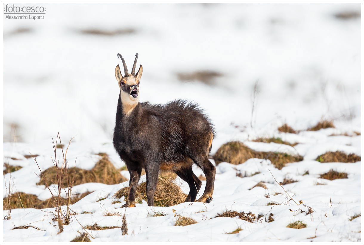 Rupicapra rupicapra - Chamois - Camoscio...