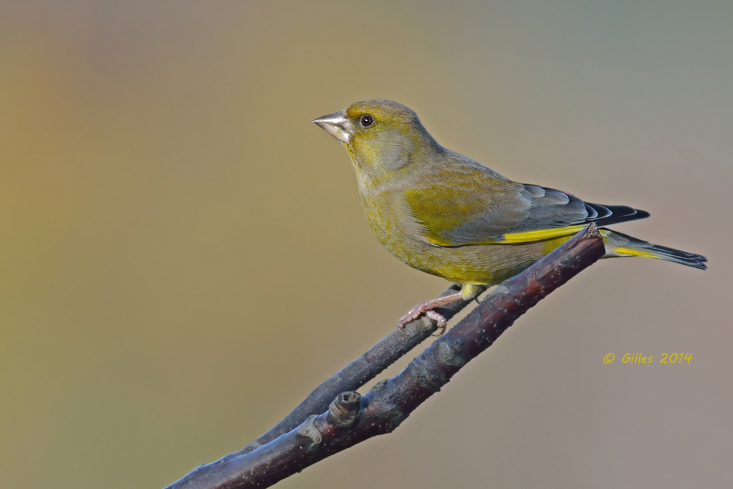 Greenfinch (Carduelis chloris)...