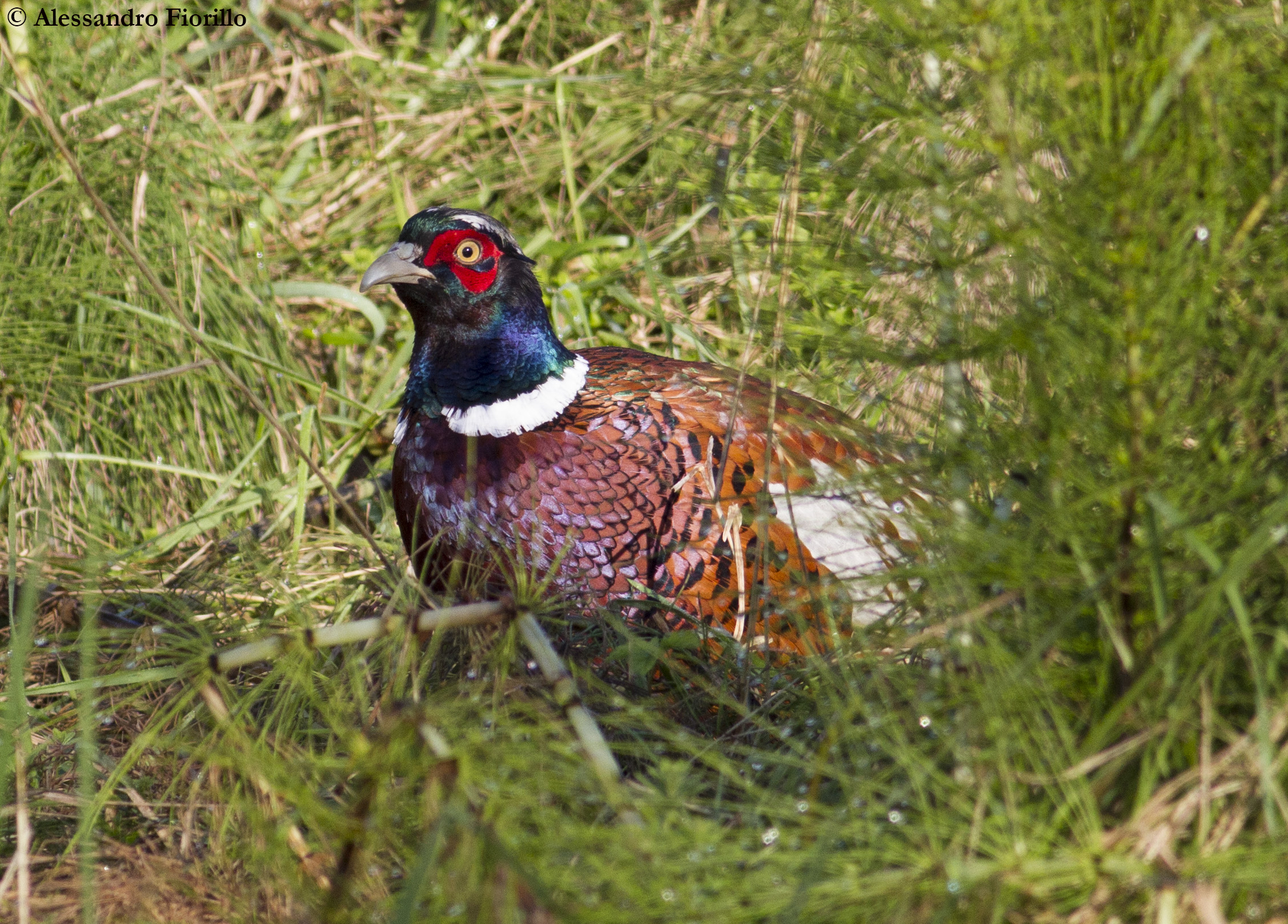 Pheasant...