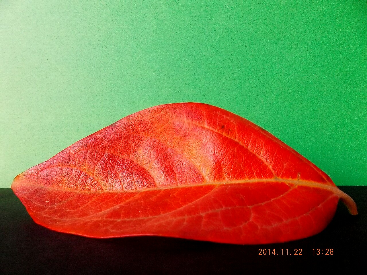 Red leaf cream of persimmon...