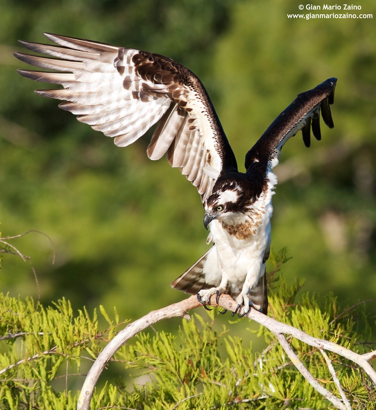 Pandion haliaetus / Falco pescatore / Osprey...