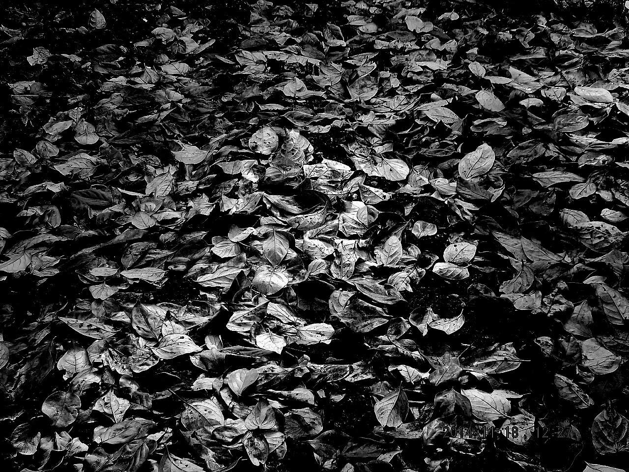 Black leaves...