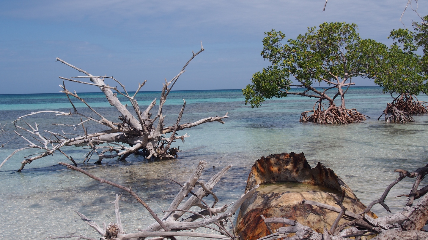 Mangroves...